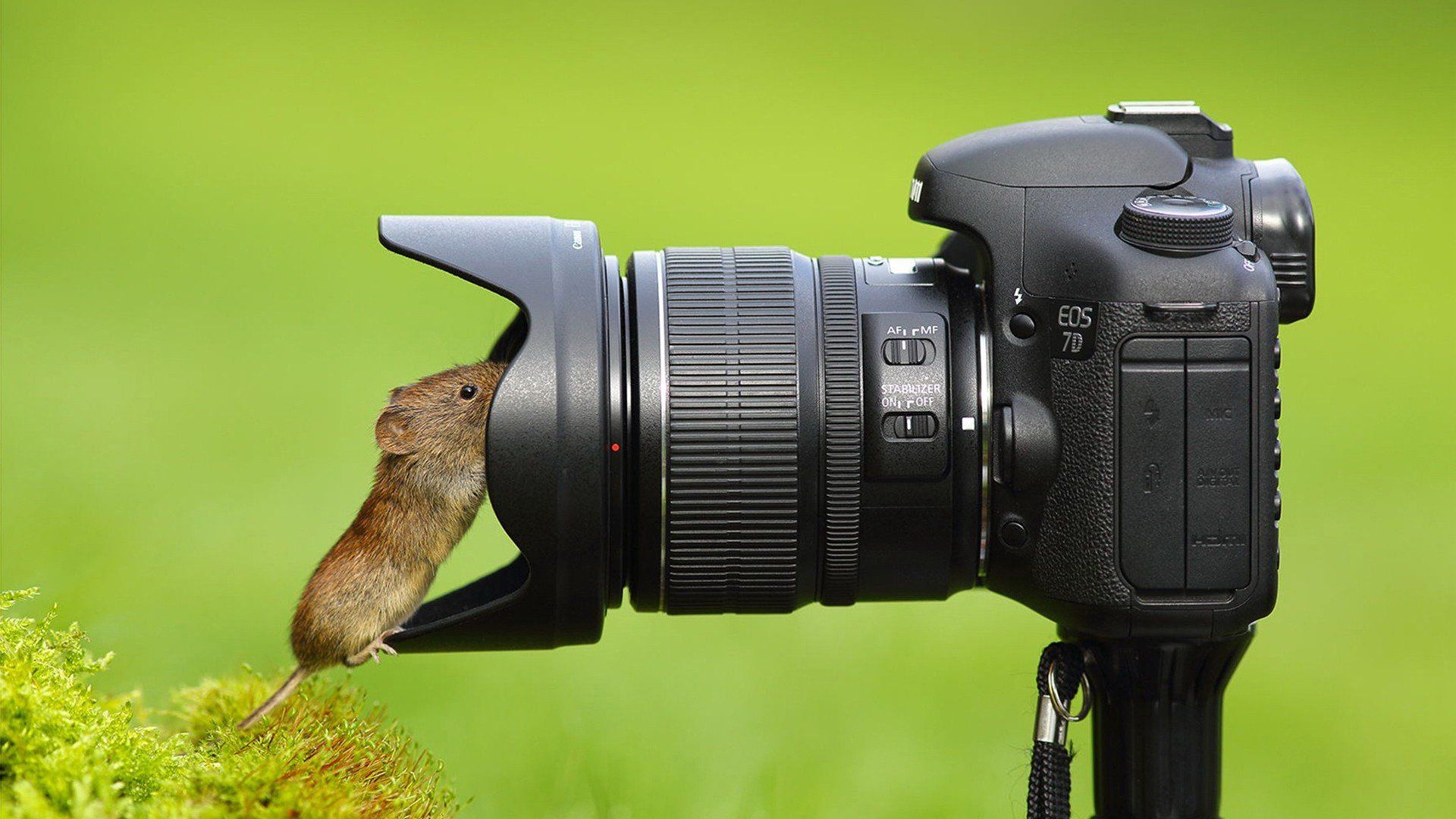 Camera mouse animal wallpaperx1080