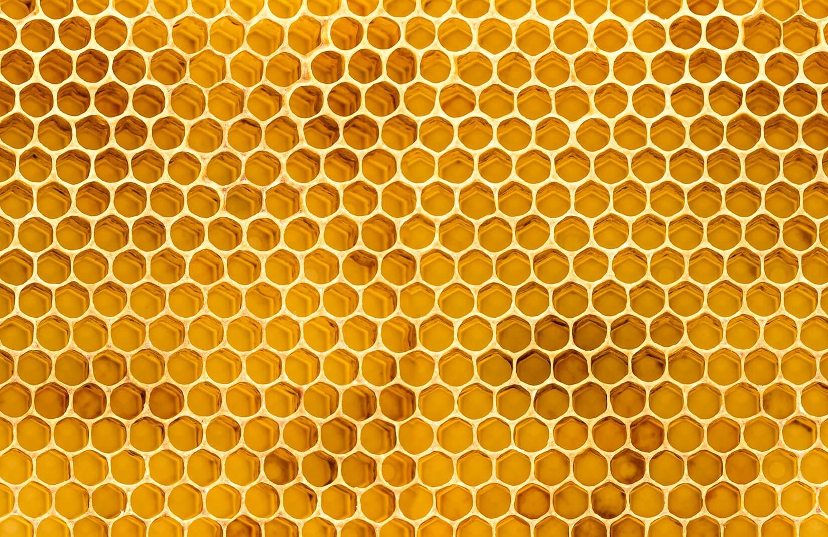 Honeycomb Wallpaper Lovely Honey Bee Hive Wallpaper This Year of The Hudson