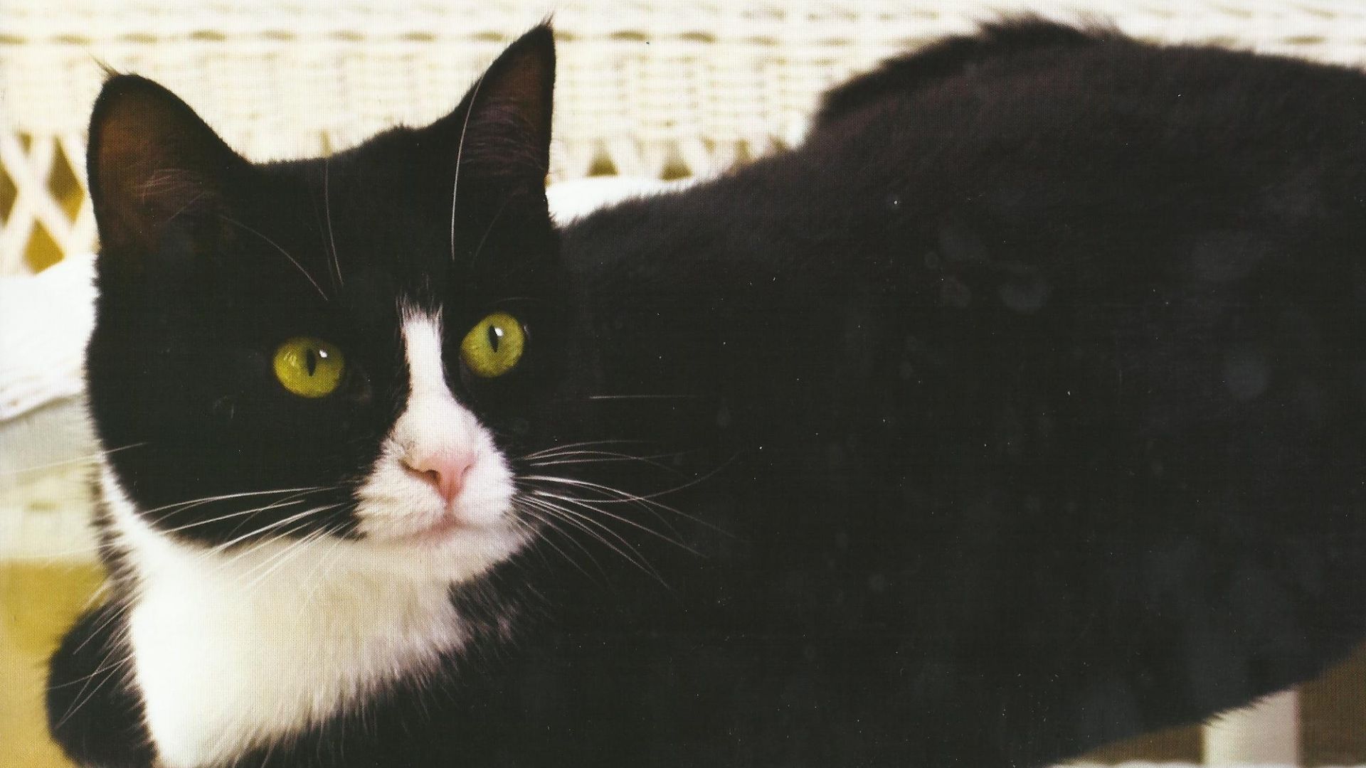 Free download 10 Tuxedo Cat Desktop Wallpaper 320 Tuxedo Cat Desktop Wallpaper [2000x1600] for your Desktop, Mobile & Tablet. Explore Tuxedo Cats Wallpaper. Tuxedo Cats Wallpaper, Tuxedo Mask Wallpaper, Cats Wallpaper