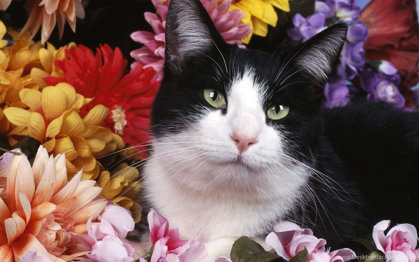 Cats: Untitled Shorthair Kitten Cats Sitting Pretty Tuxedo Cat. Desktop Background