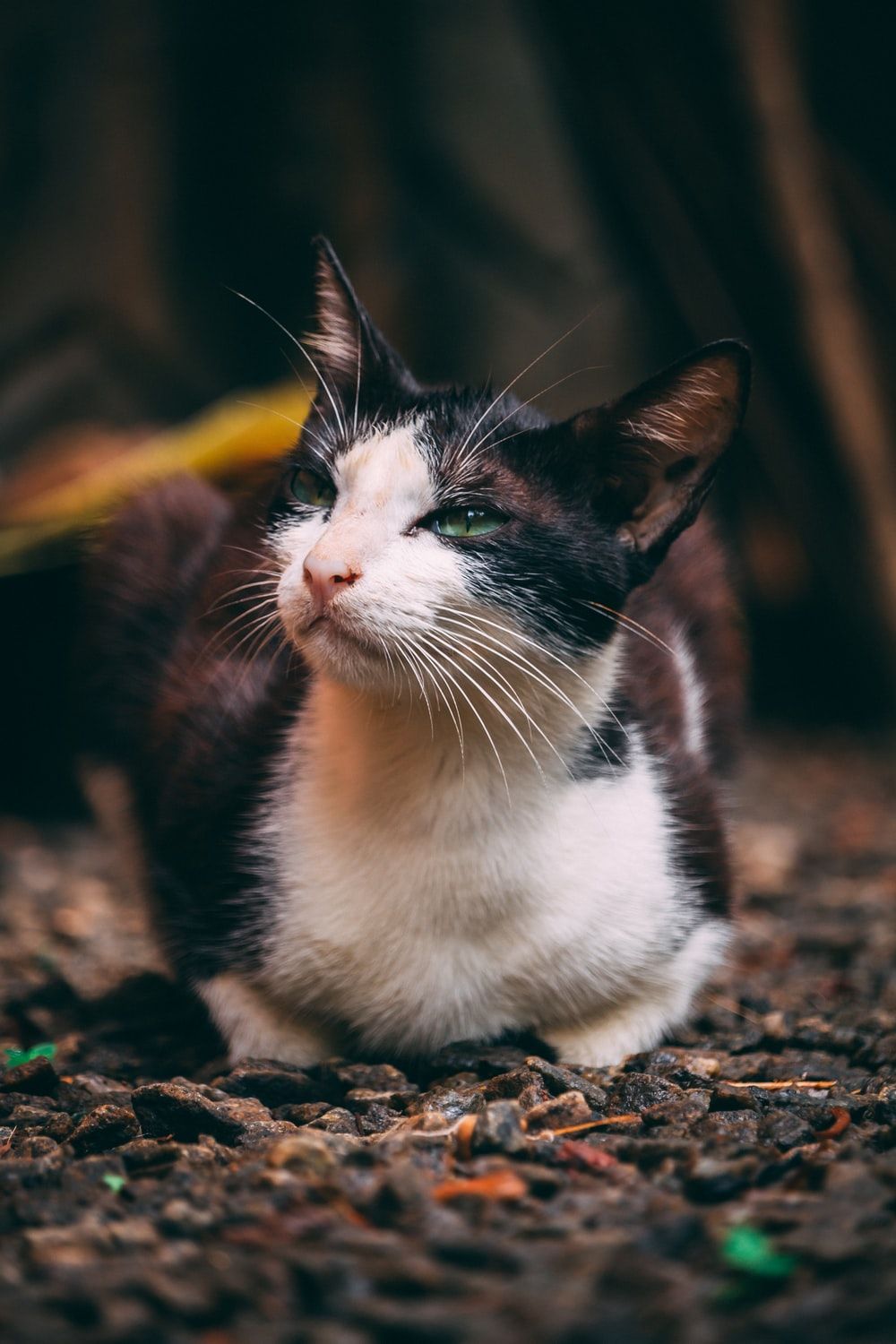 selective focus photography of sitting tuxedo cat photo