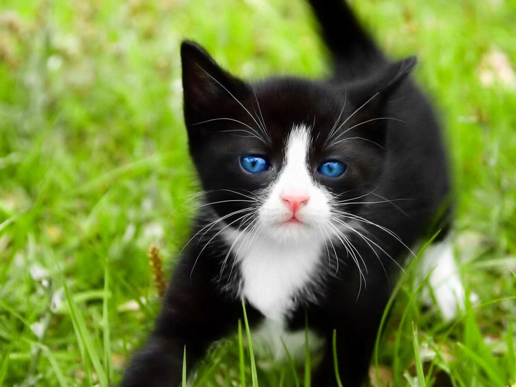 Little Tuxedo HD desktop wallpaper, Widescreen, High Definition