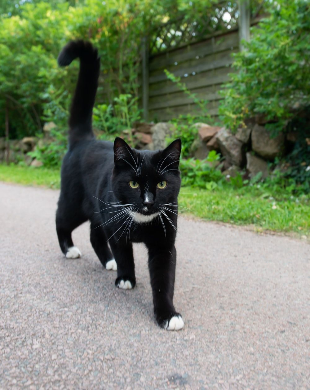 Tuxedo Cat Wallpapers - Wallpaper Cave