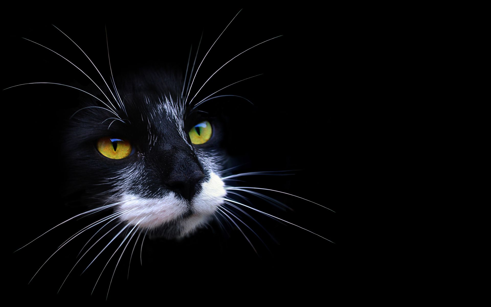 Tuxedo Cat Wallpaper Background