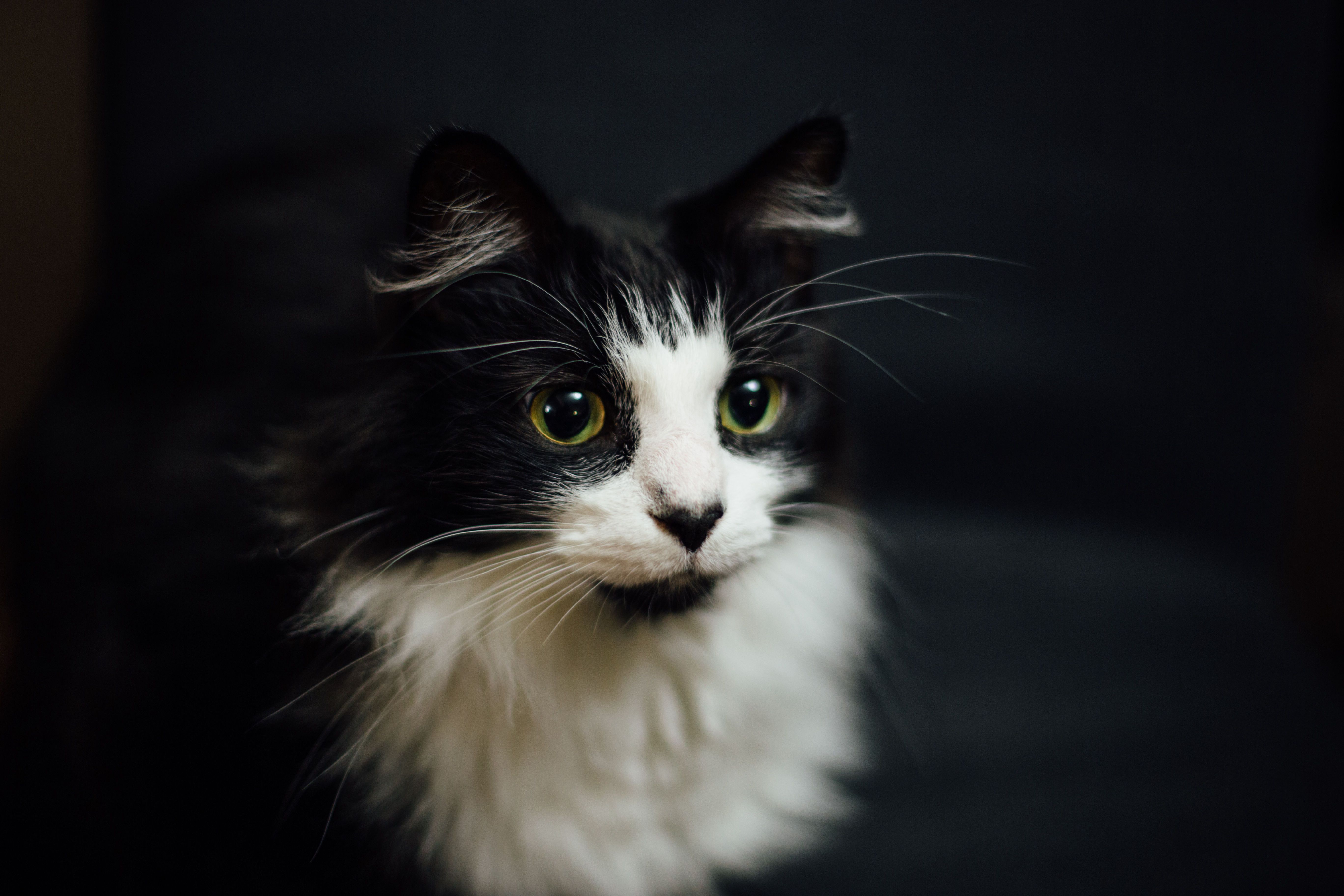 Shallow Focus Photography Of Tuxedo Cat HD Wallpaper Hub