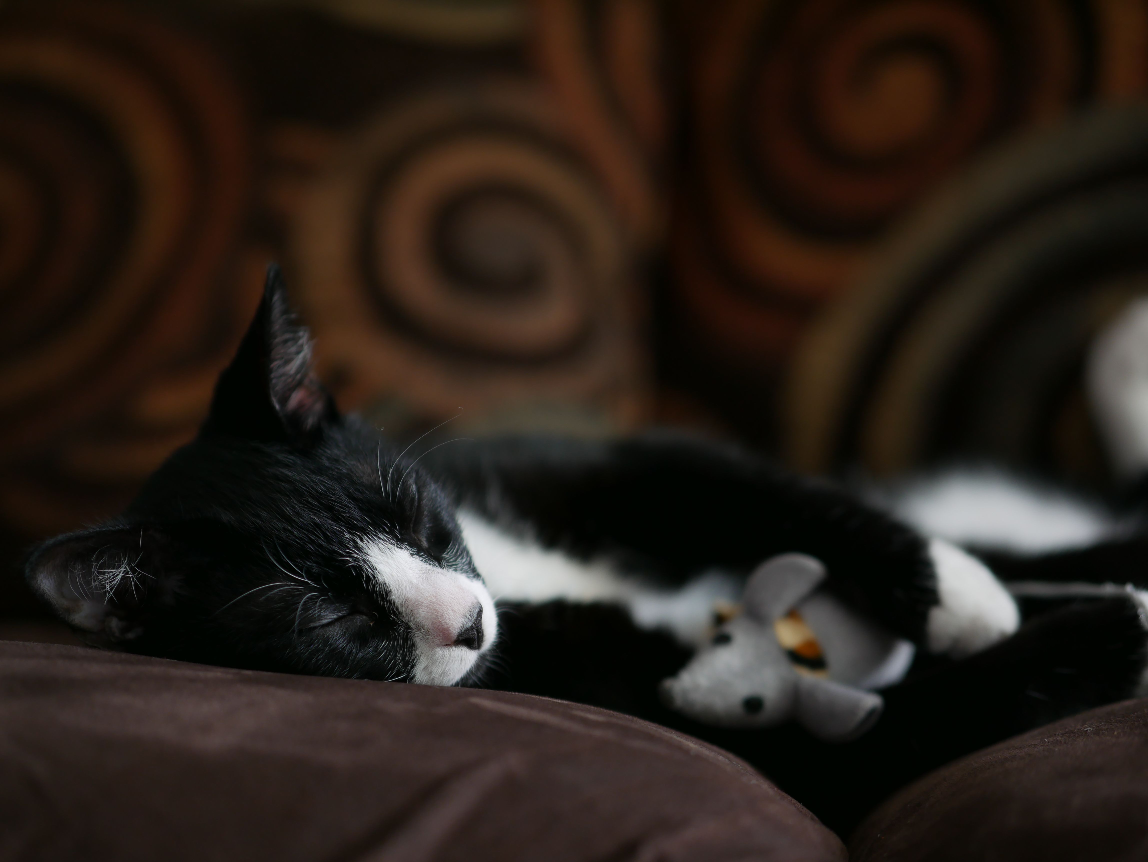 Black Tuxedo Cat Sleeping on Sofa · Free