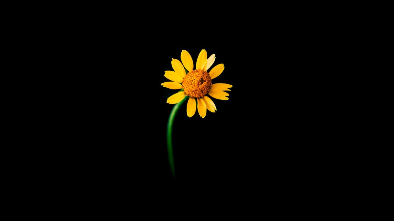 Sunflower 4K Wallpaper, Lonely, Black background, 5K, Flowers