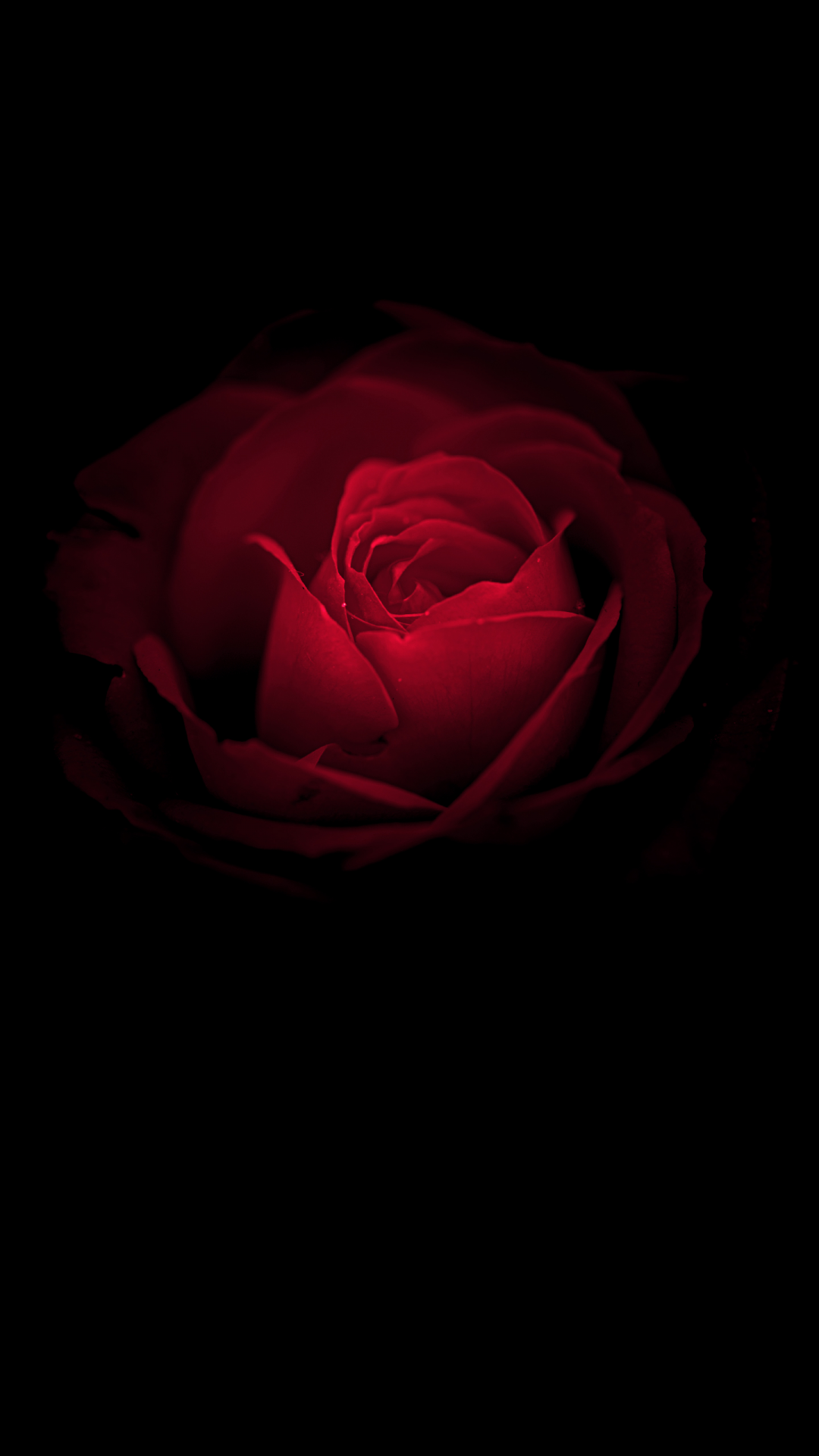 Wallpaper Rose flower, Red Rose, Huawei Mate RS, Porsche Design, Black, Stock, HD, Flowers,. Wallpaper for iPhone, Android, Mobile and Desktop