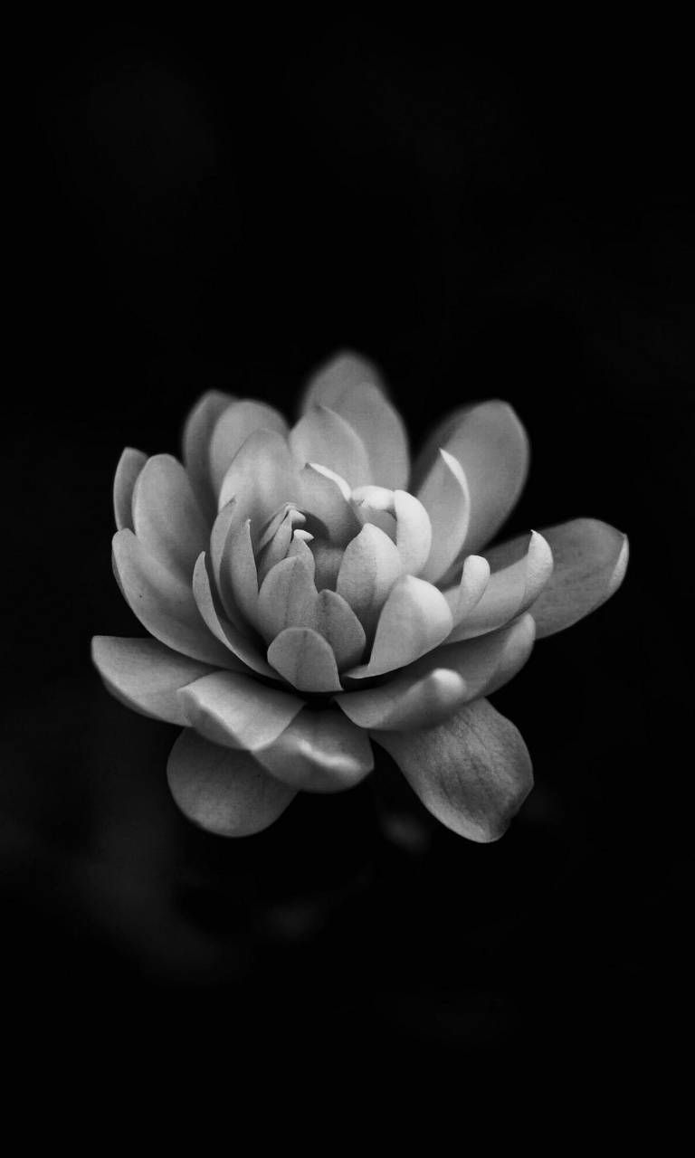 Amoled flower wallpaper