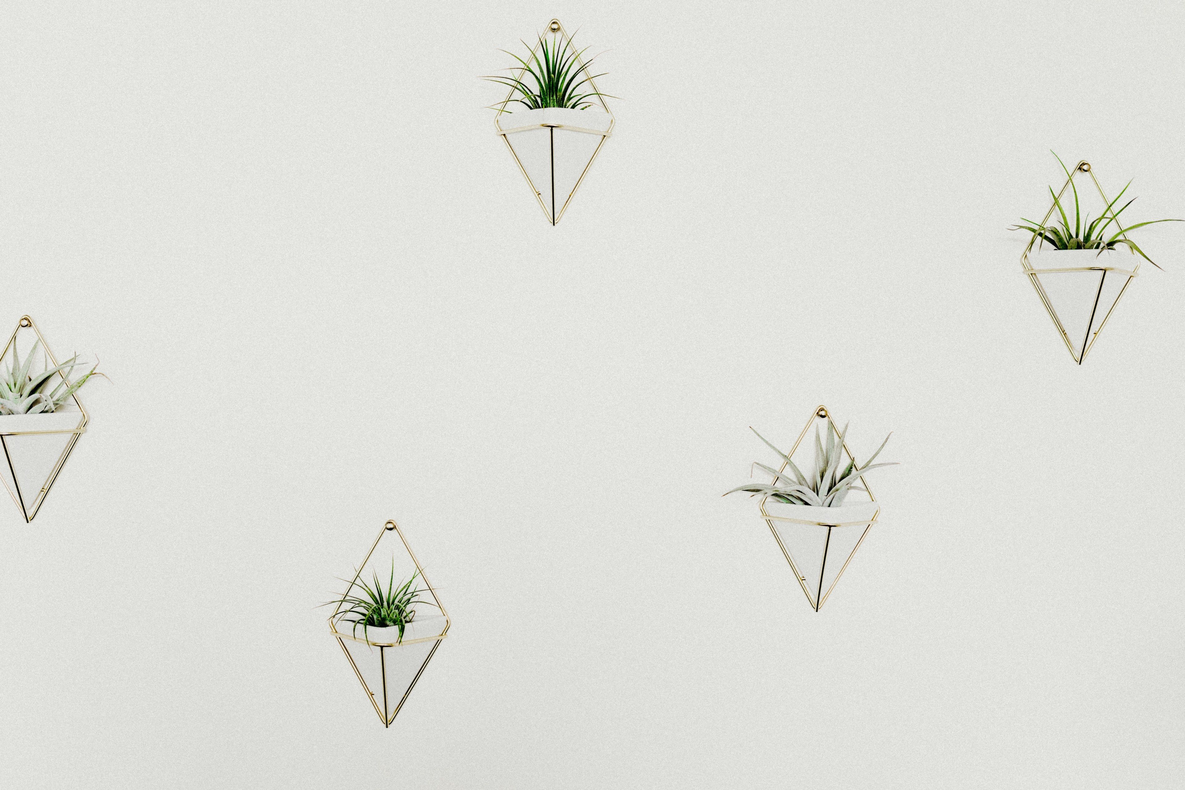Wallpaper / geometric planters with house plants hang on a white wall, hanging plants 4k wallpaper