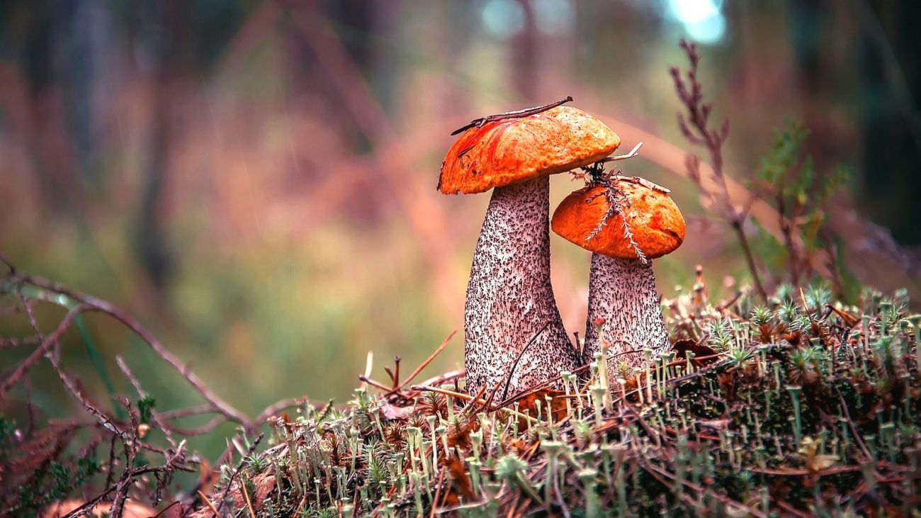 Autumn Mushroom Wallpapers - Wallpaper Cave