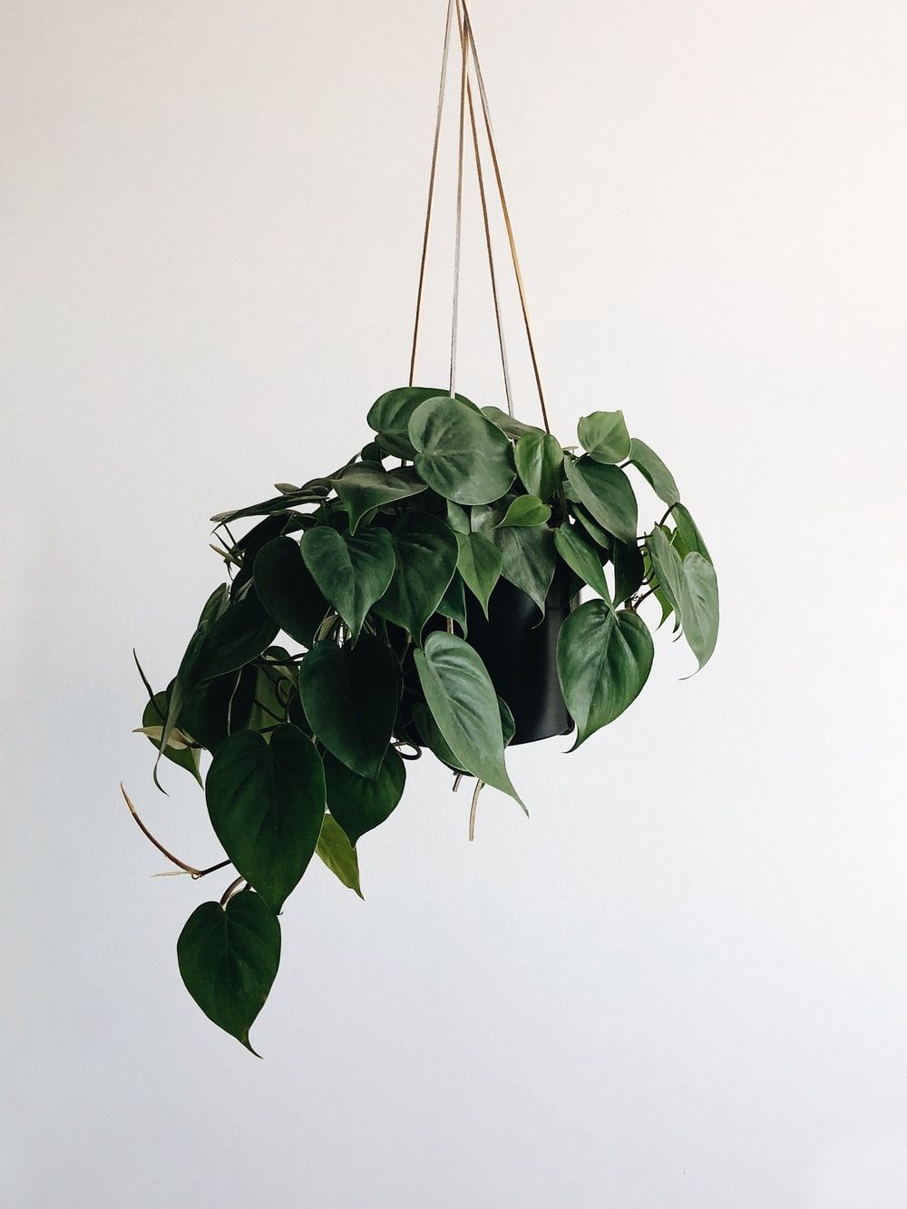 Hanging Plant Picture. Download Free Image