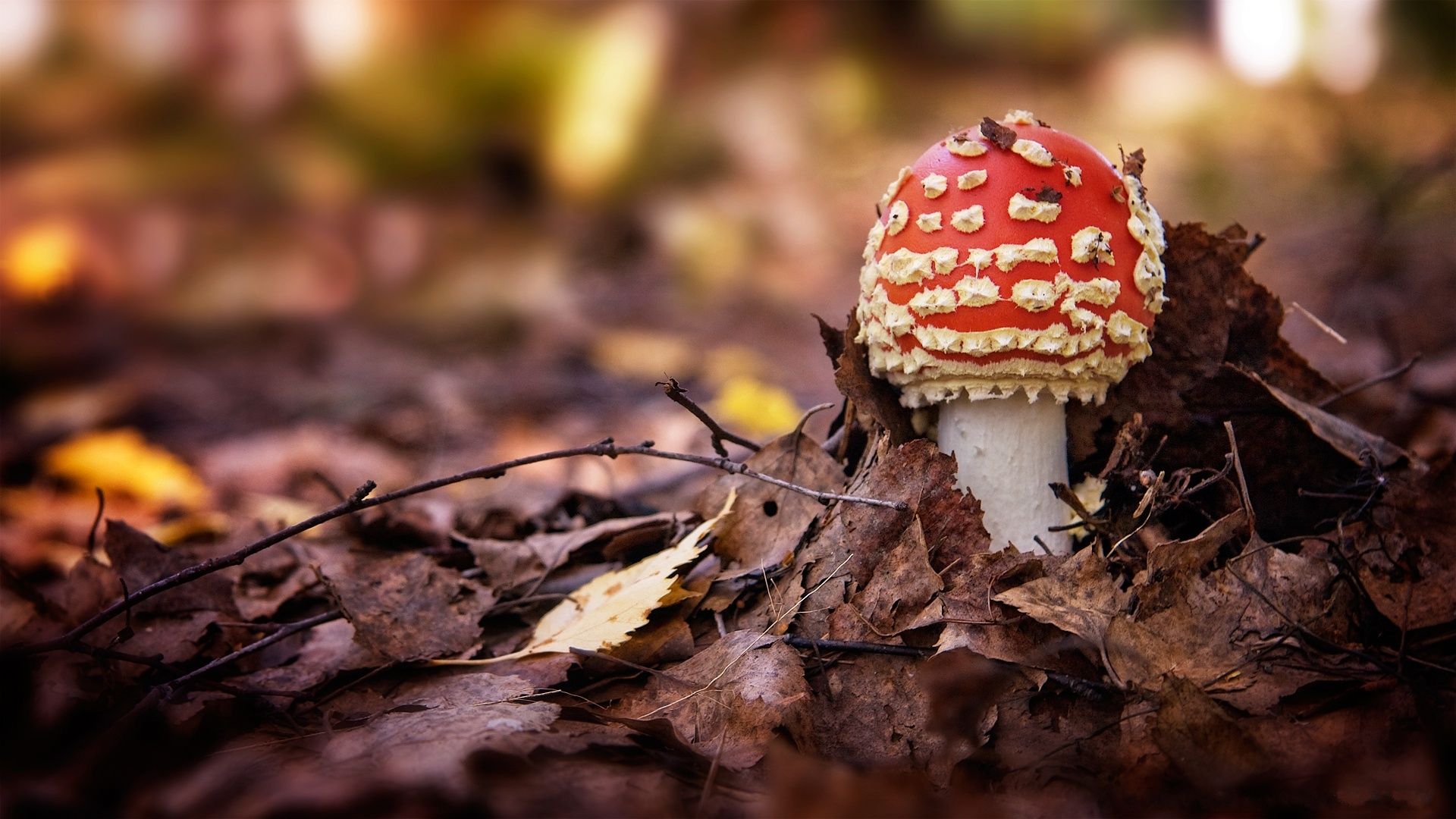 Autumn Mushroom Wallpapers - Wallpaper Cave