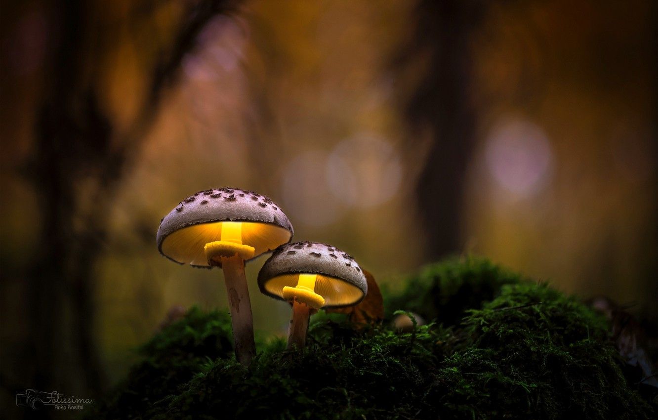 Autumn Mushroom Wallpapers - Wallpaper Cave