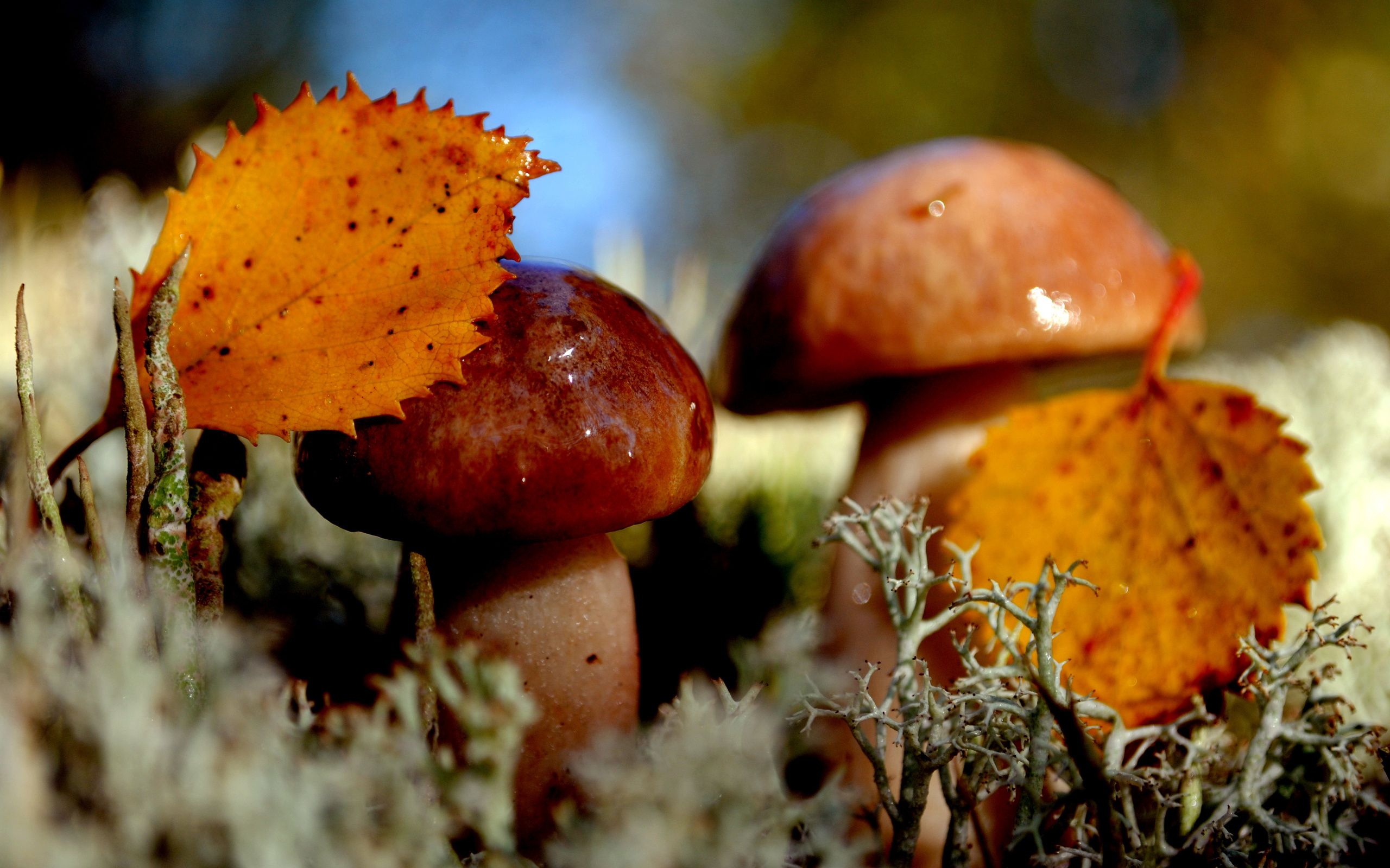 Autumn Mushroom Wallpapers - Wallpaper Cave