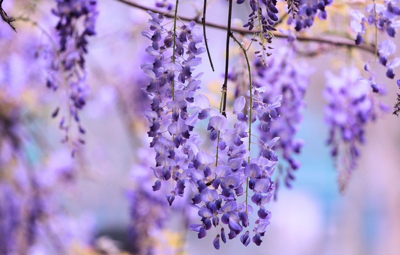 Wallpaper flowers, background, lilac, lilac, bokeh, Wisteria, Wisteria, hanging image for desktop, section цветы