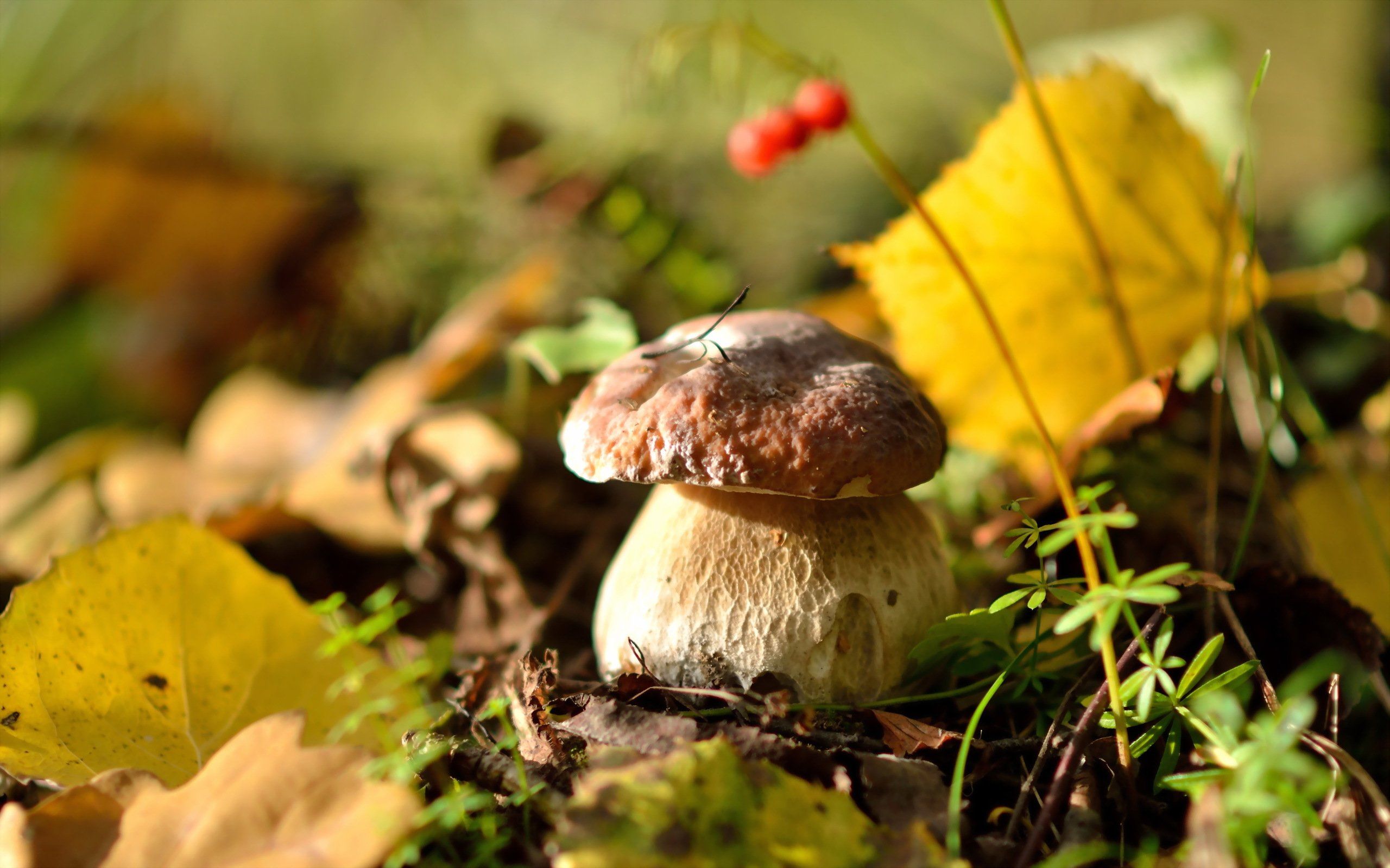 Autumn Mushroom Wallpapers - Wallpaper Cave