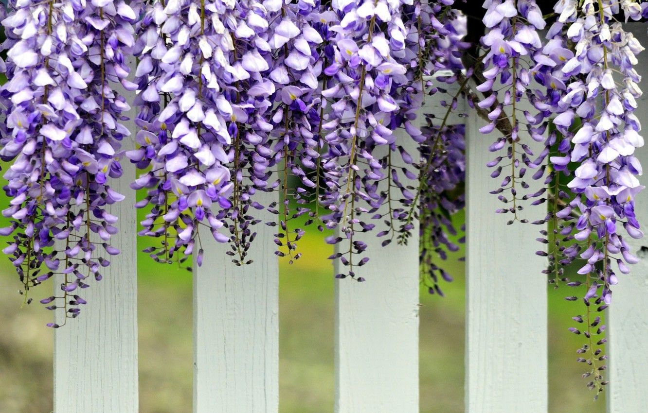 Wallpaper white, the fence, purple, hanging, flowers. Wisteria image for desktop, section цветы