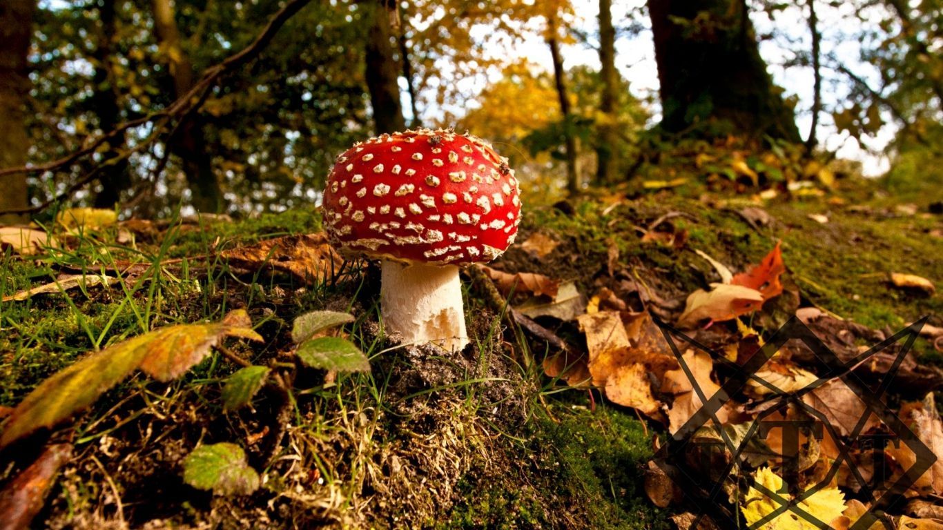 Wallpaper mushroom, grass, autumn. Stuffed mushrooms, Autumn wallpaper hd, Grass wallpaper