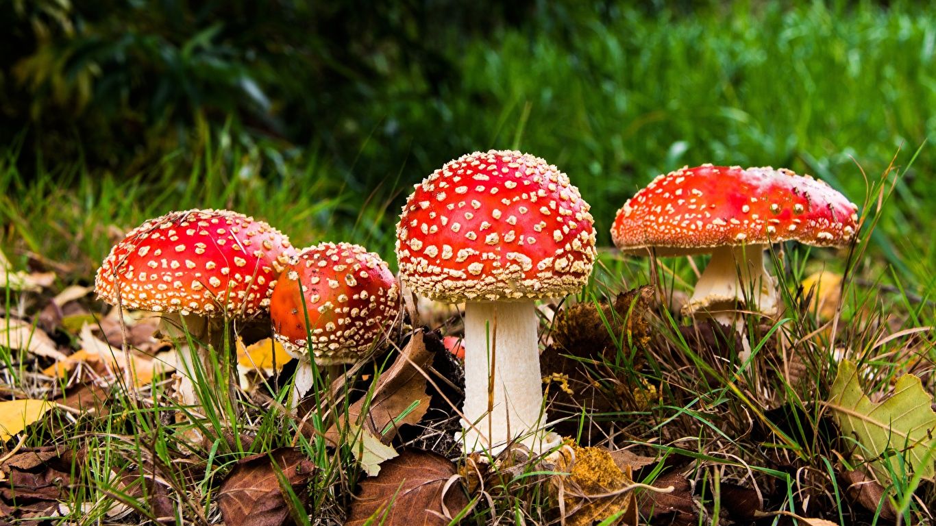 Desktop Wallpaper Foliage Nature Autumn Amanita Grass 1366x768