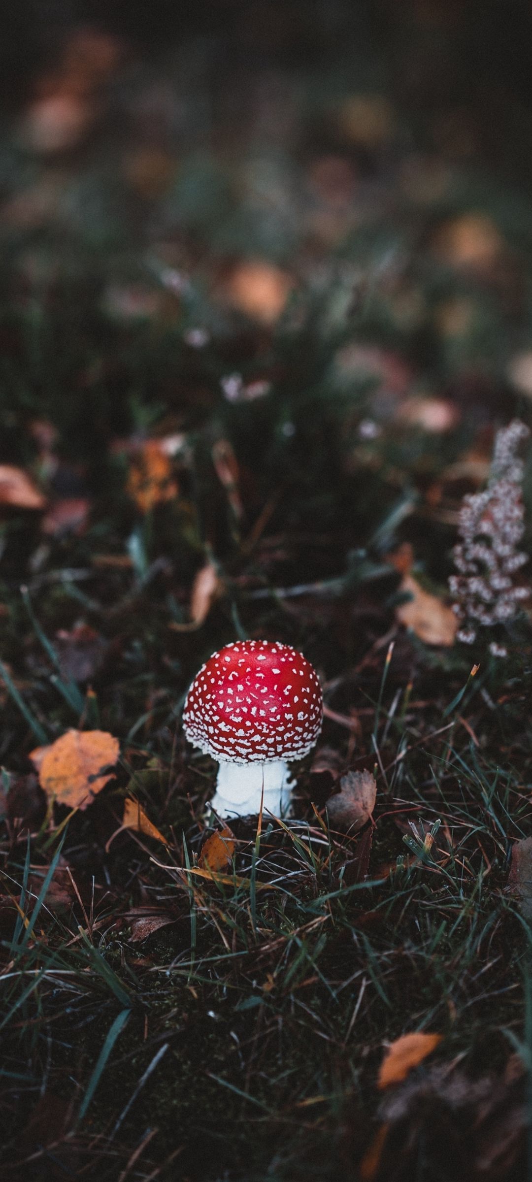 Autumn Mushroom Wallpapers - Wallpaper Cave