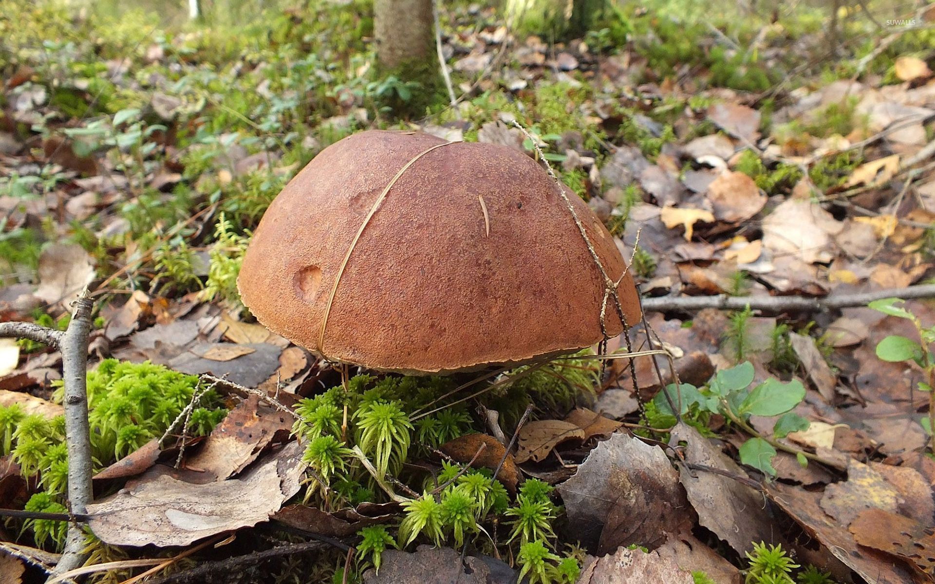 Mushroom rising from autumn leaves wallpaper wallpaper