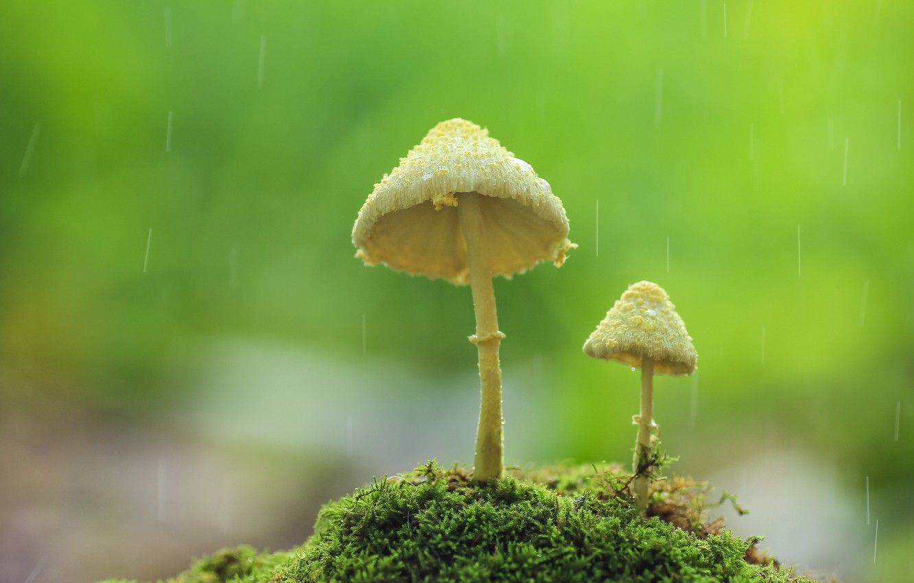 Wallpaper autumn, background, rain, mushrooms image for desktop, section природа