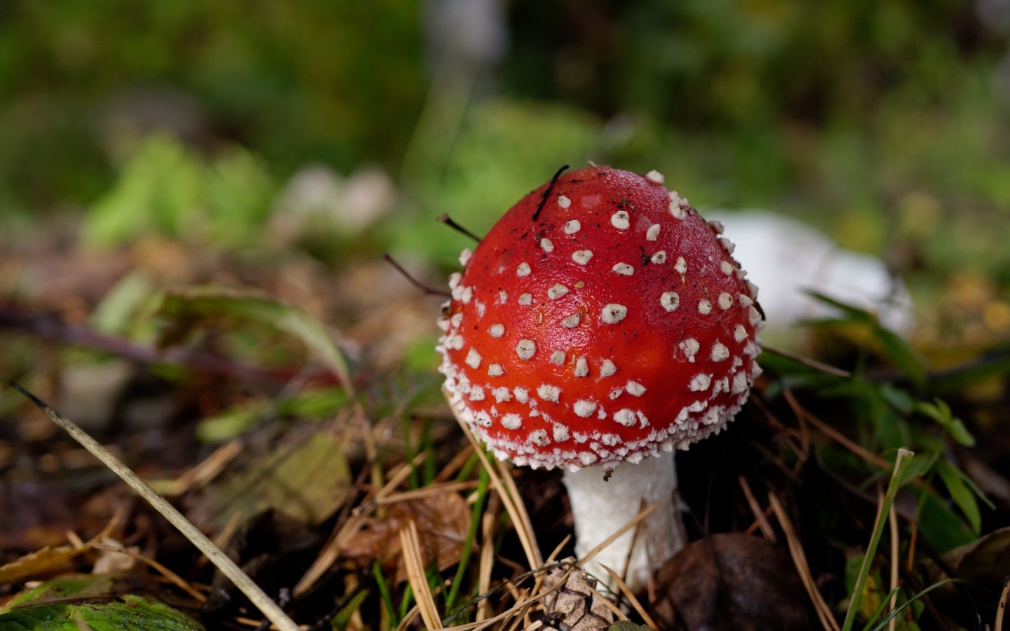 Autumn Mushroom Wallpapers - Wallpaper Cave