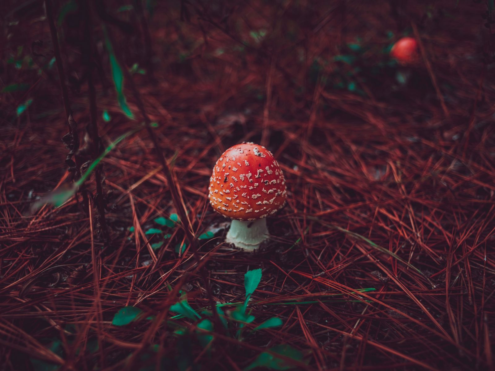 Autumn Mushroom Wallpapers - Wallpaper Cave