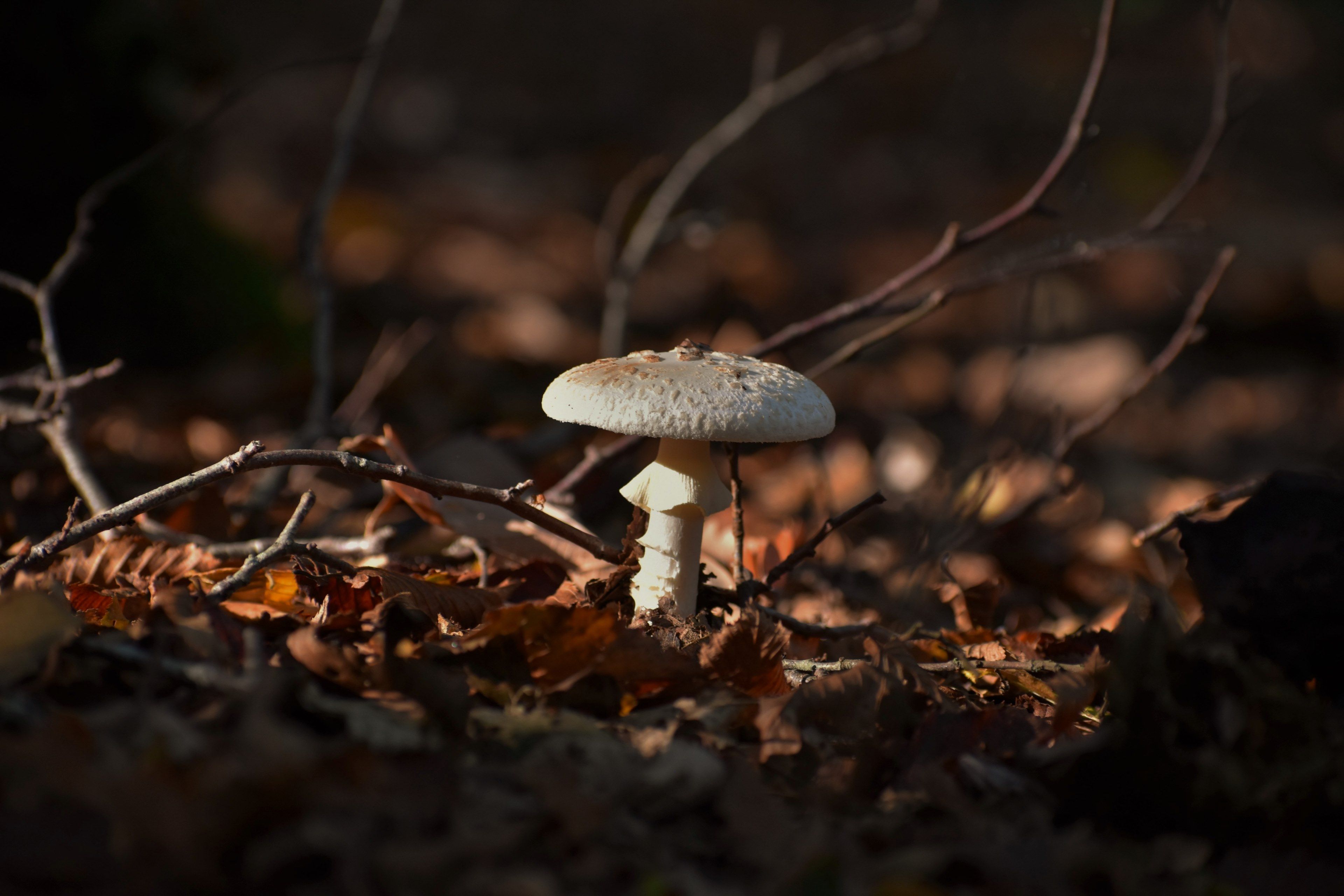 Wallpaper / mushroom forest leaf and autumn HD 4k wallpaper