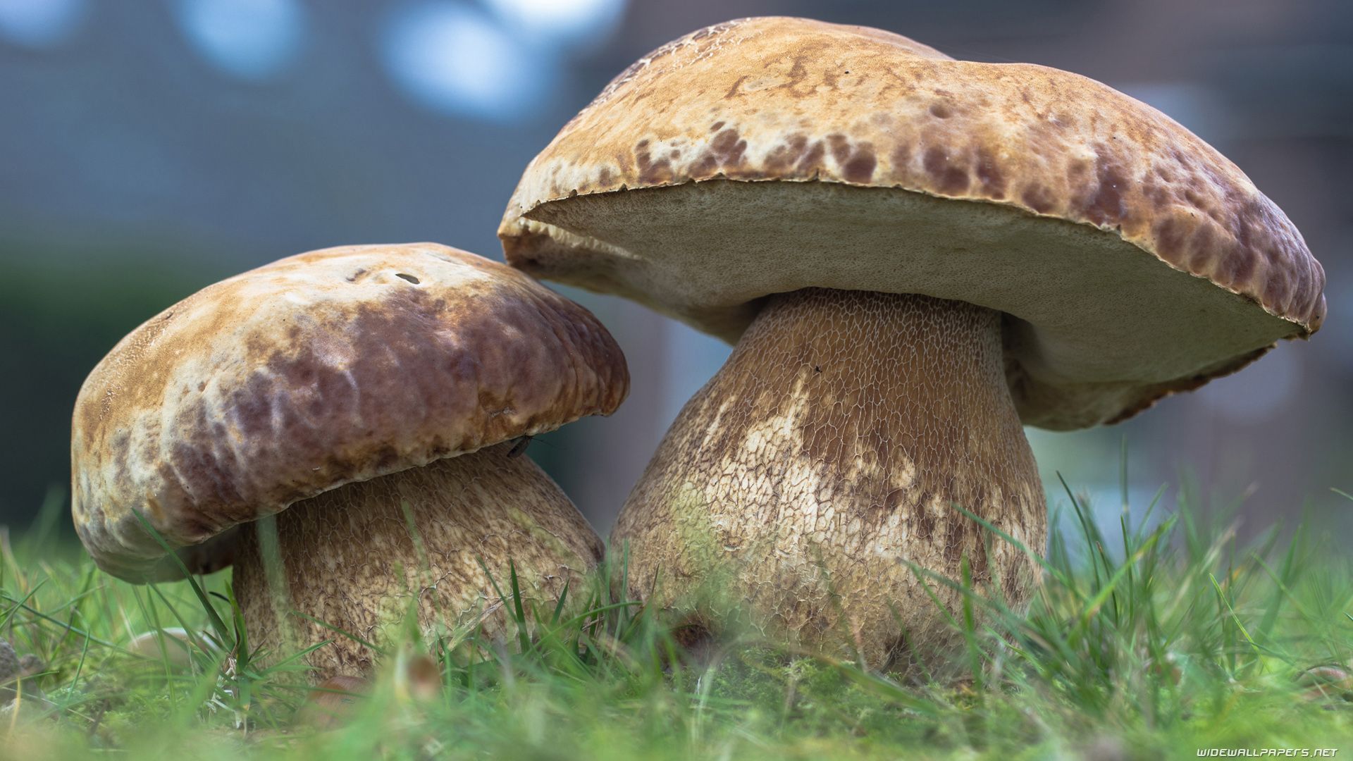 1920 X 1080 Fluorescent Mushroom WallpaperX1920 Wallpaper Smartphone, Flash Wallpaper 1920 X 1080 and Airship Wallpaper 1920 X 1080