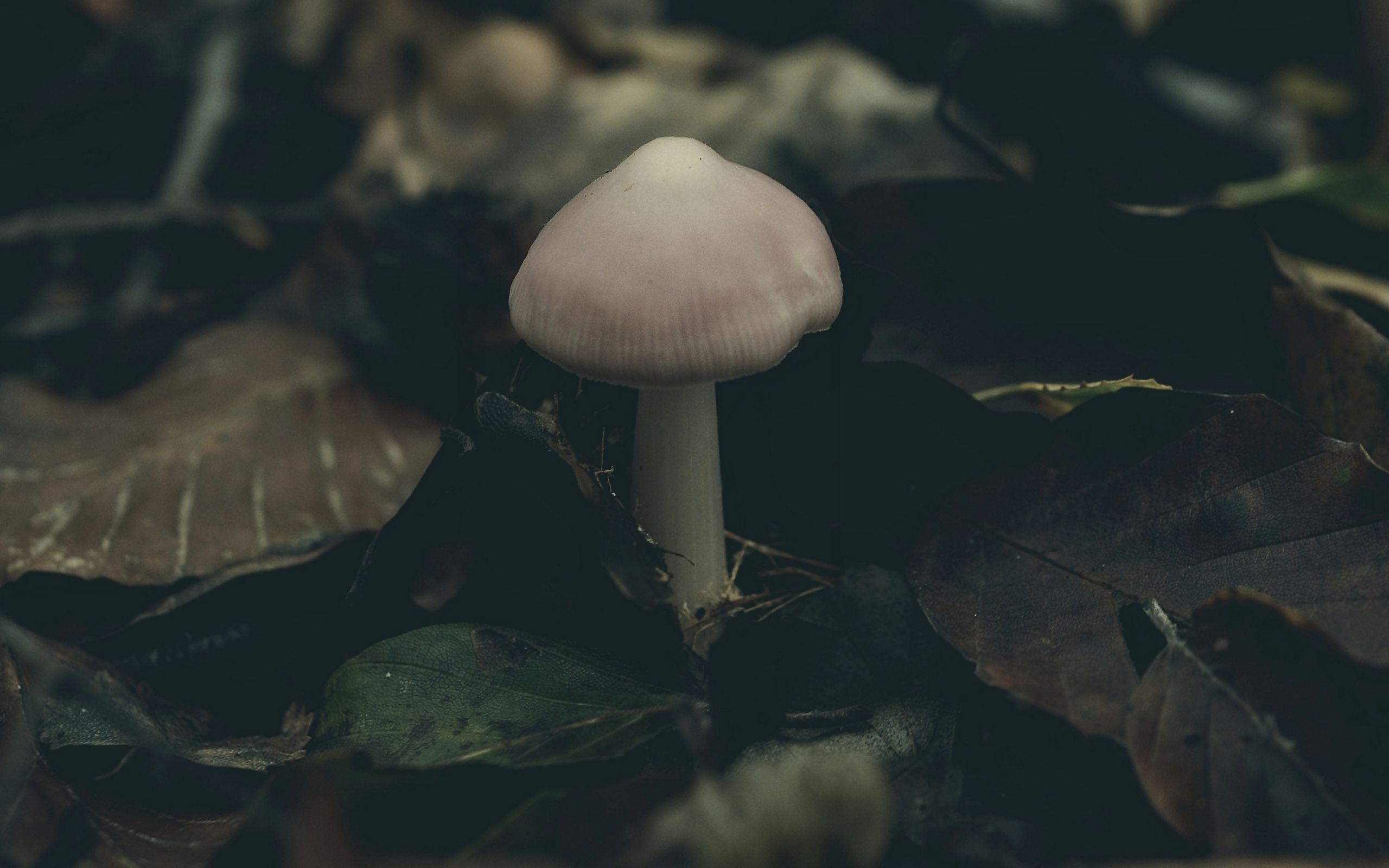Download wallpaper 2560x1600 mushroom, foliage, autumn widescreen 16:10 HD background