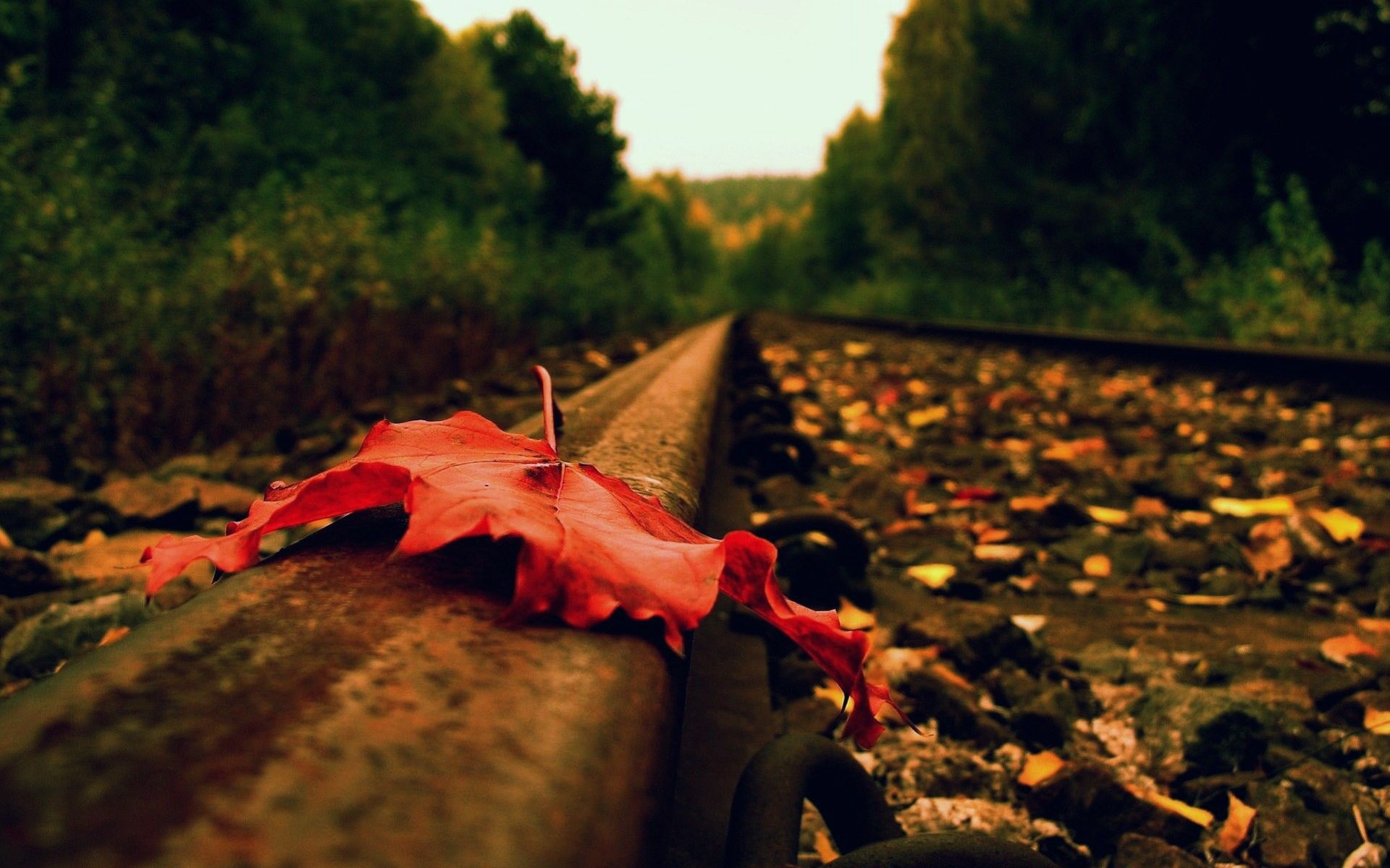 Close Up Autumn (season) Railroad Tracks Foliage Wallpaperx1200