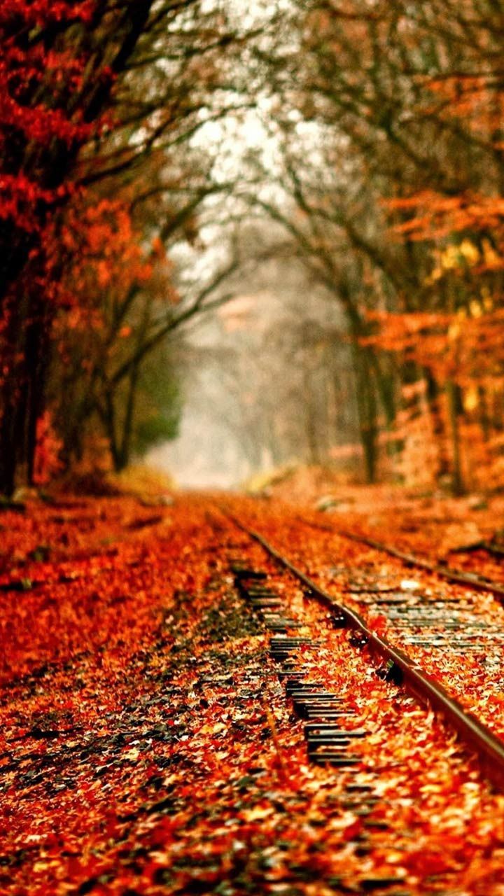 Fall foliage wallpaper phone background HD iphone android mobile lock screen. autumn leaves. Fall picture, Scenery, Beautiful fall