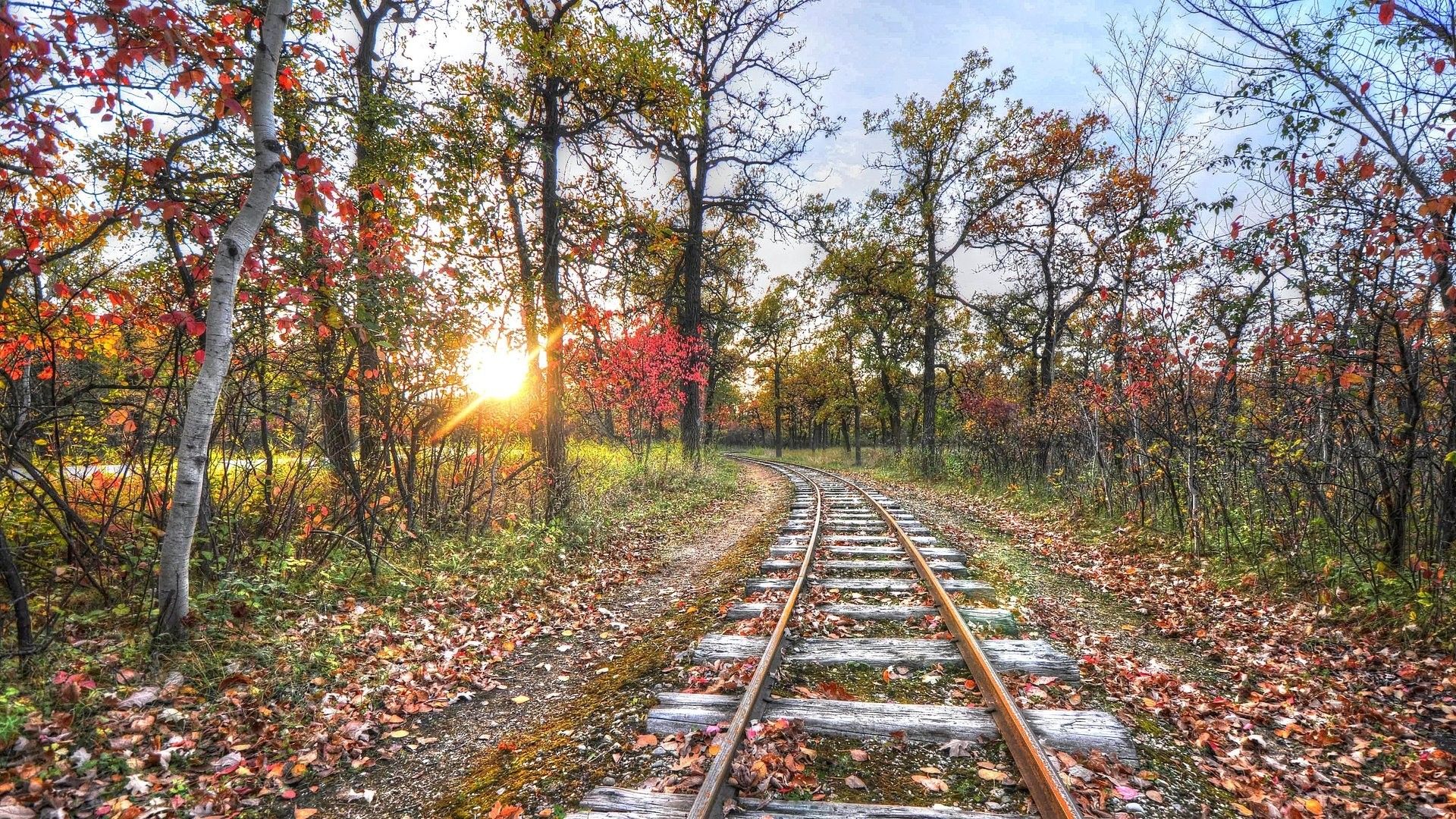 Tracks Sunrise Old Forest Autumn Track Train Leaves HD Wallpaper