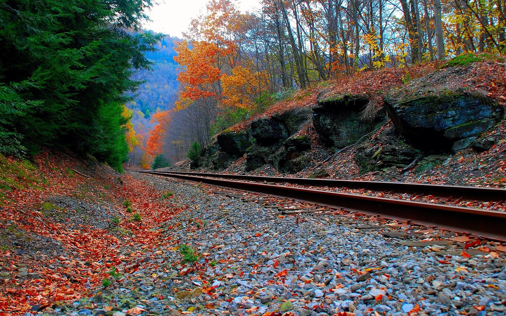 Wallpaper forest, autumn, rails, railroad, Railway in autumn forest