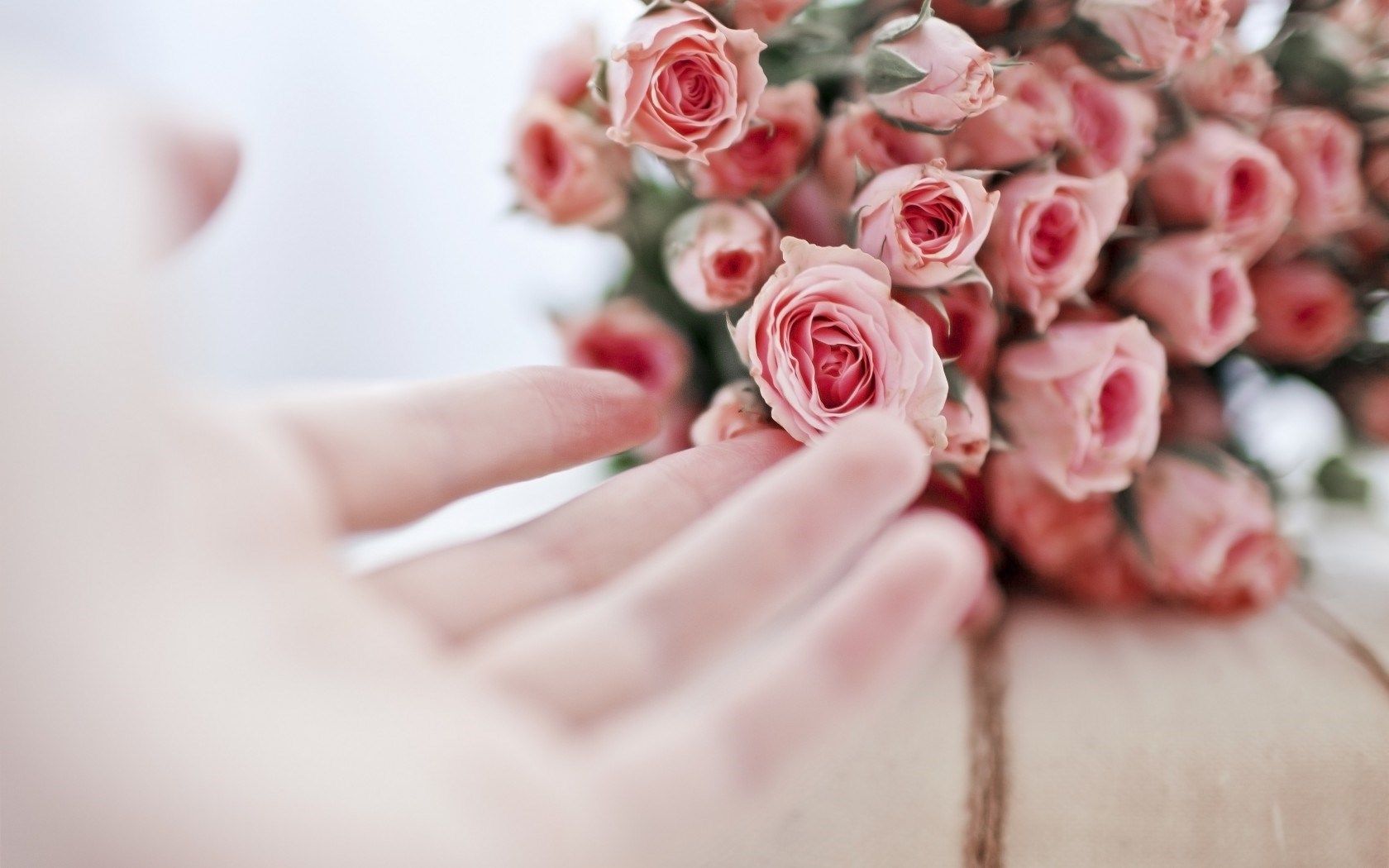 Roses Flowers Pink Hand Girl