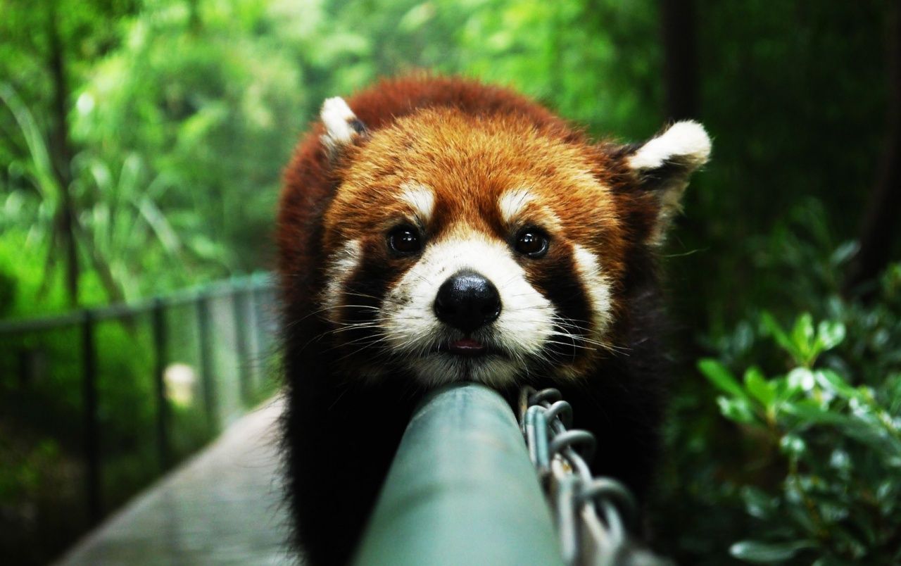 Cute Red Panda wallpaper. Cute Red Panda