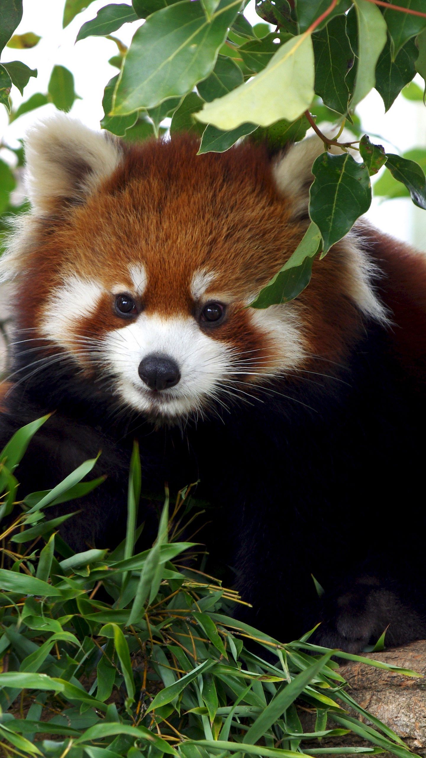 Download wallpaper 1440x2560 red panda, cute, bamboo, grass qhd samsung galaxy s s edge, note, lg g4 HD background