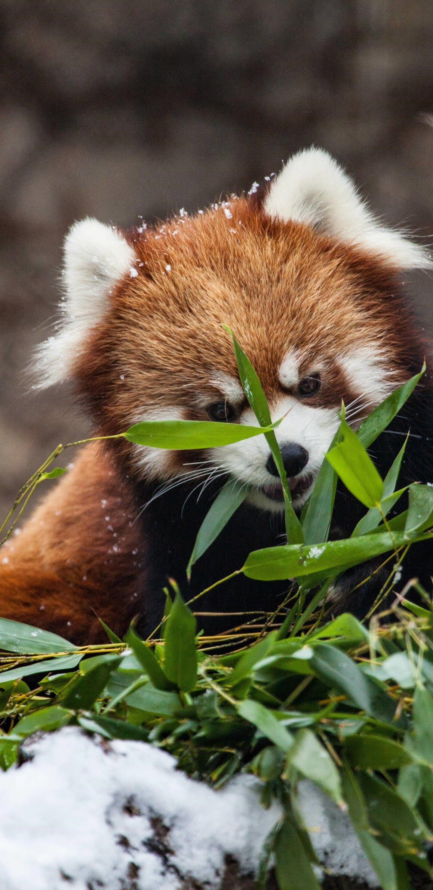Red Panda Samsung Galaxy Note S S SQHD HD 4k Wallpaper, Image, Background, Photo and Picture