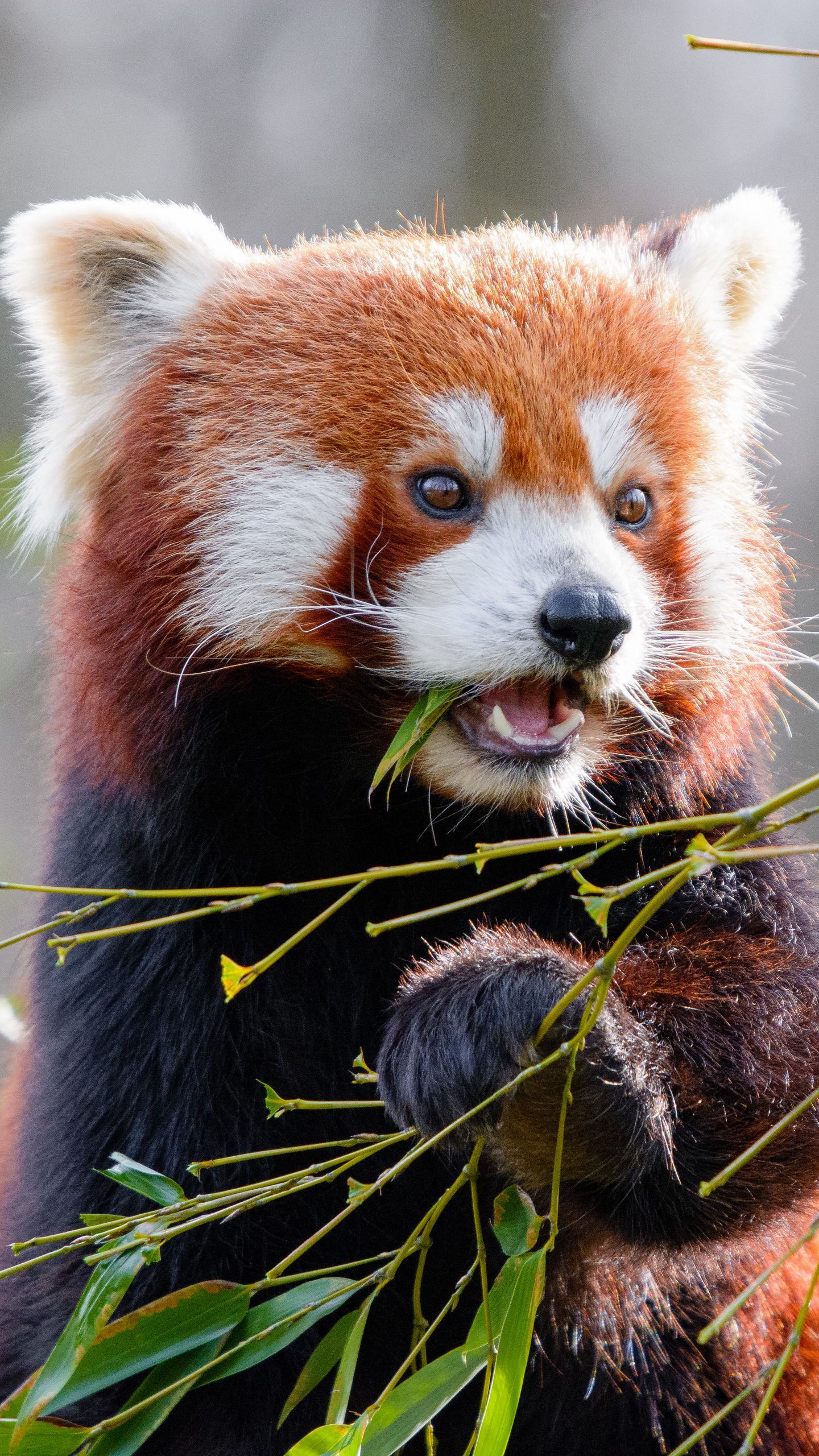 Download wallpaper 1440x2560 red panda, bamboo, cute, animal, leaves qhd samsung galaxy s s edge, note, lg g4 HD background