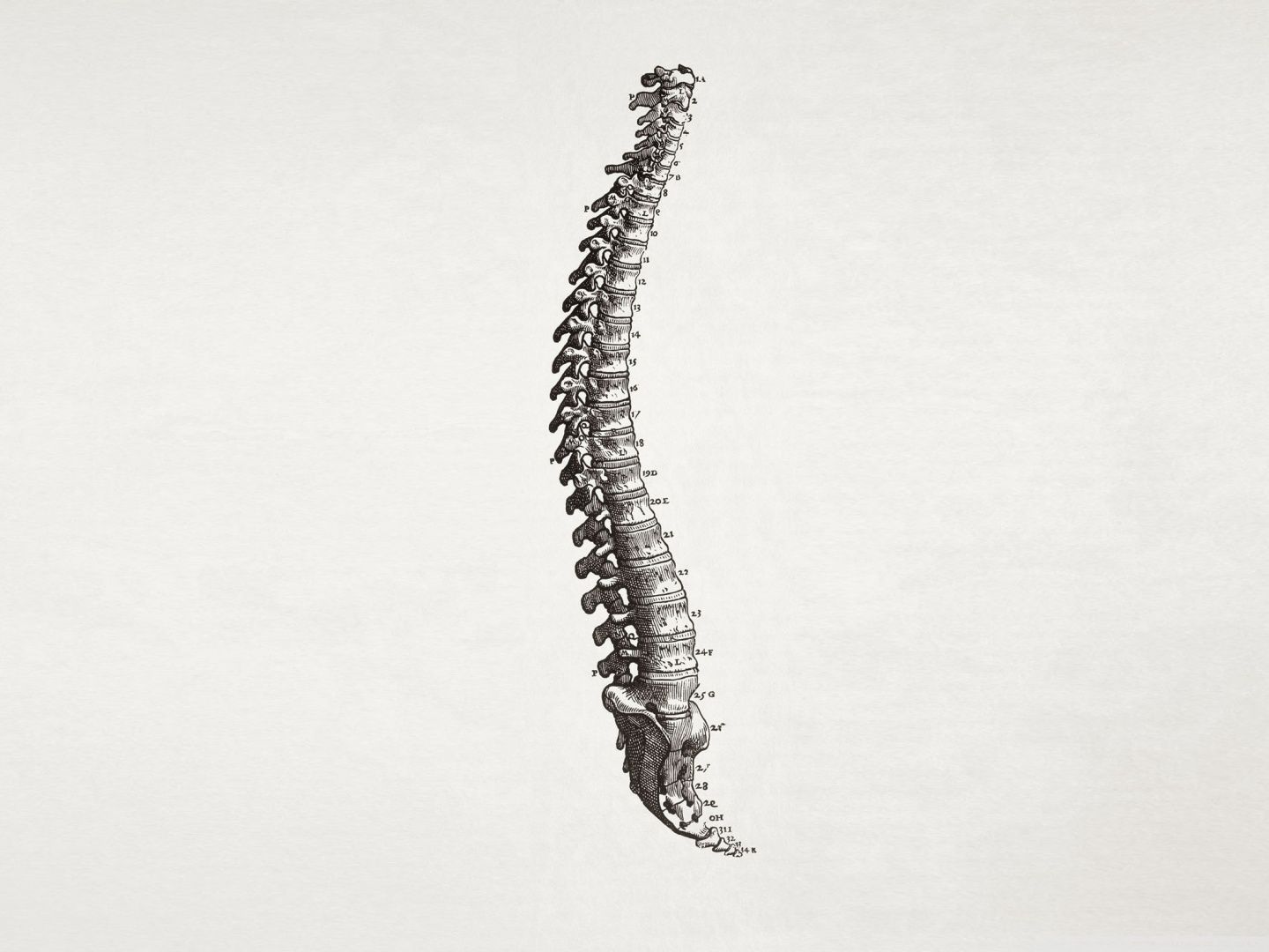 Spine Background