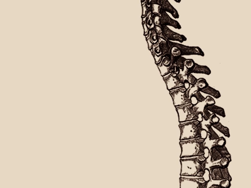 Vertebrae Wallpaper. Vertebrae Wallpaper, Vertebrae Background and