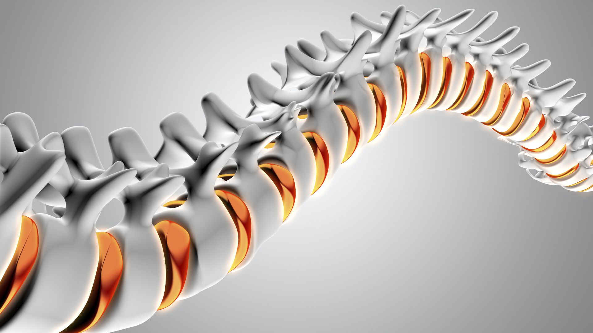 Vertebrae Wallpaper. Vertebrae Wallpaper, Vertebrae Background and