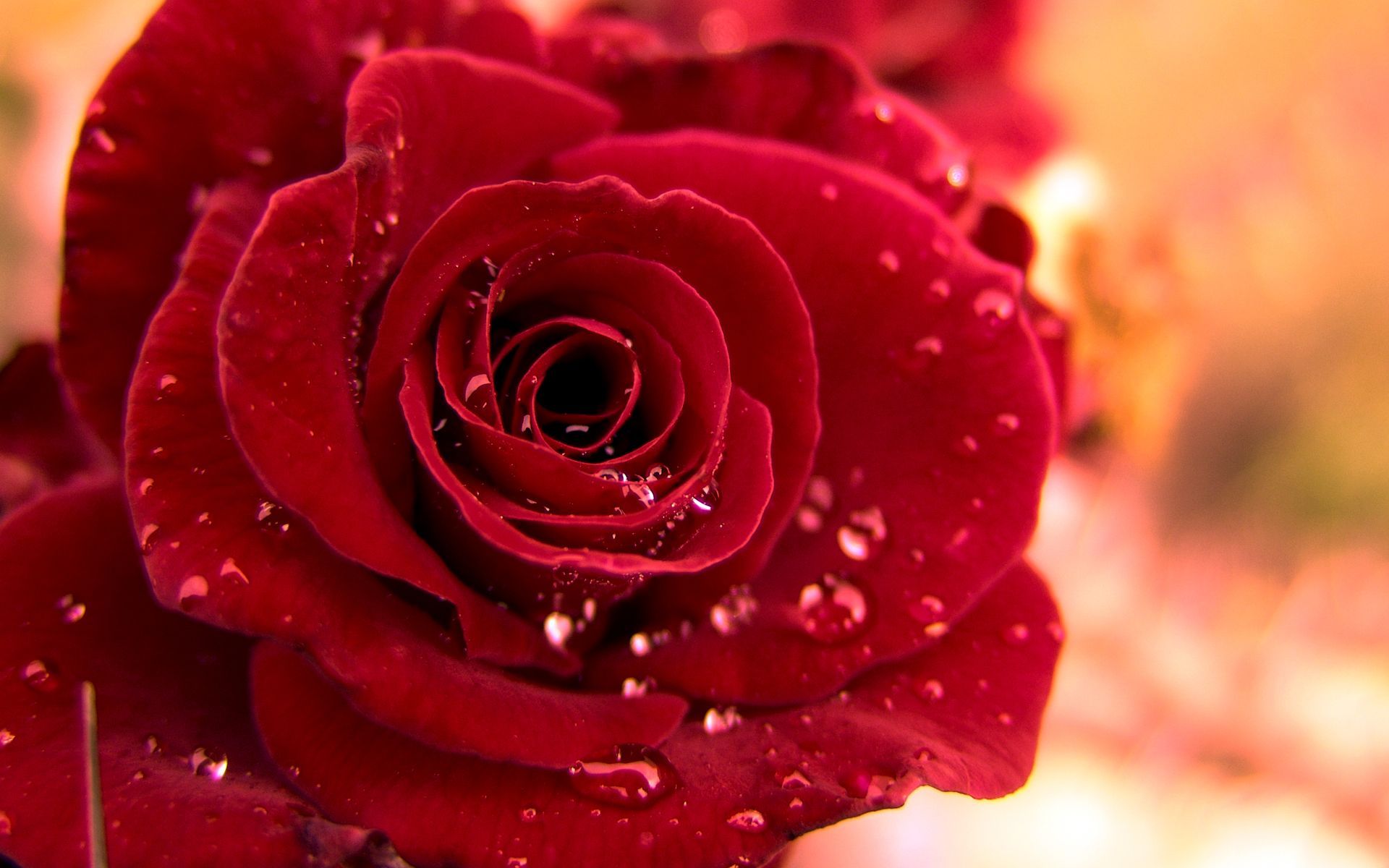 Colors Wallpaper: Beautiful Red Rose Wallpaper
