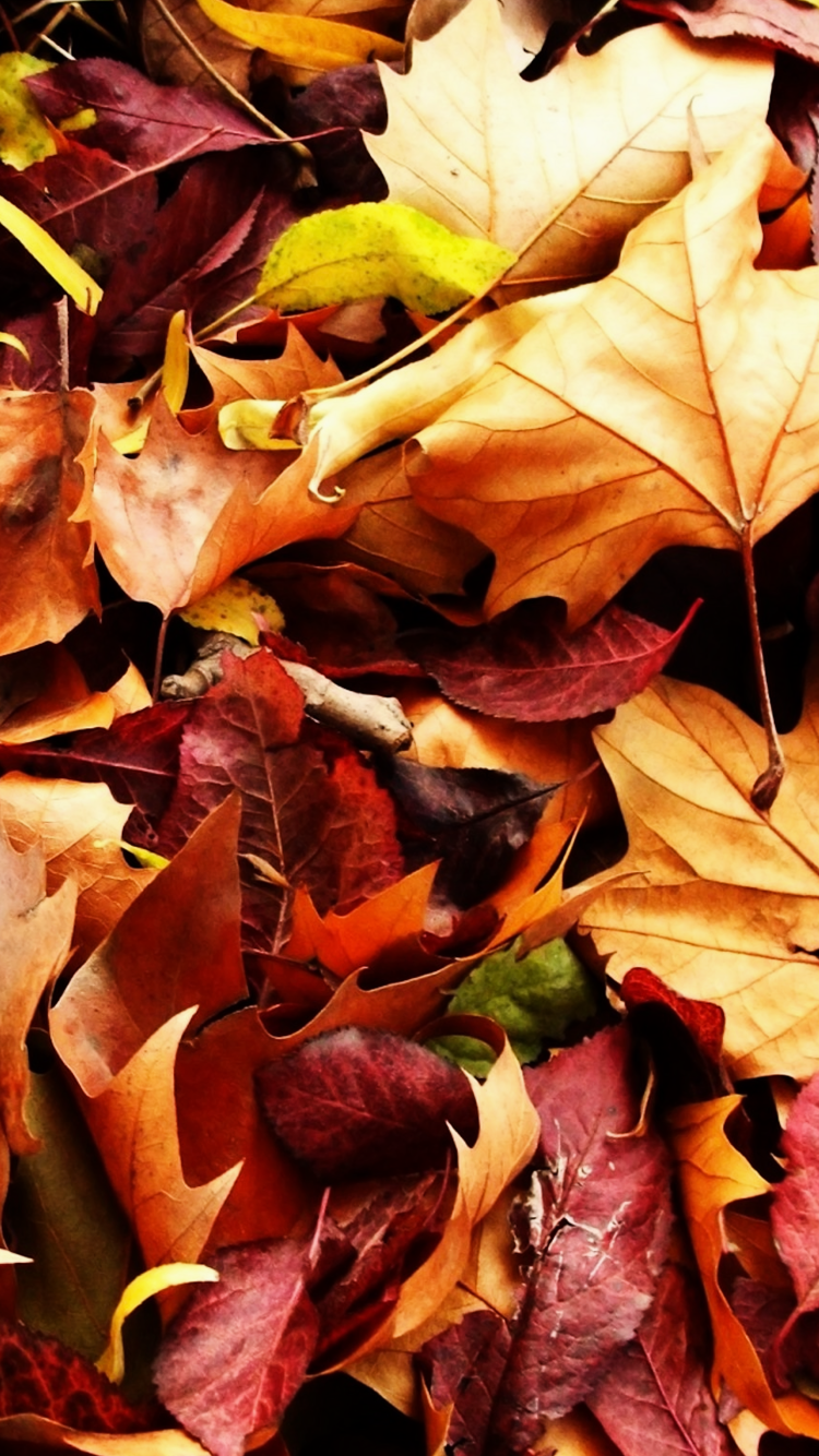 autumn wallpaper. Autumn leaves wallpaper, Autumn phone wallpaper, November wallpaper