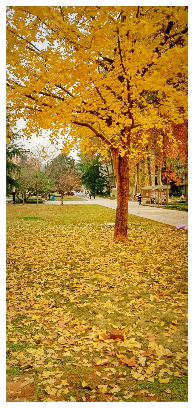 Mobile Phone Wallpaper In Autumn Background Image Free Download 400426009 Lovepik.com