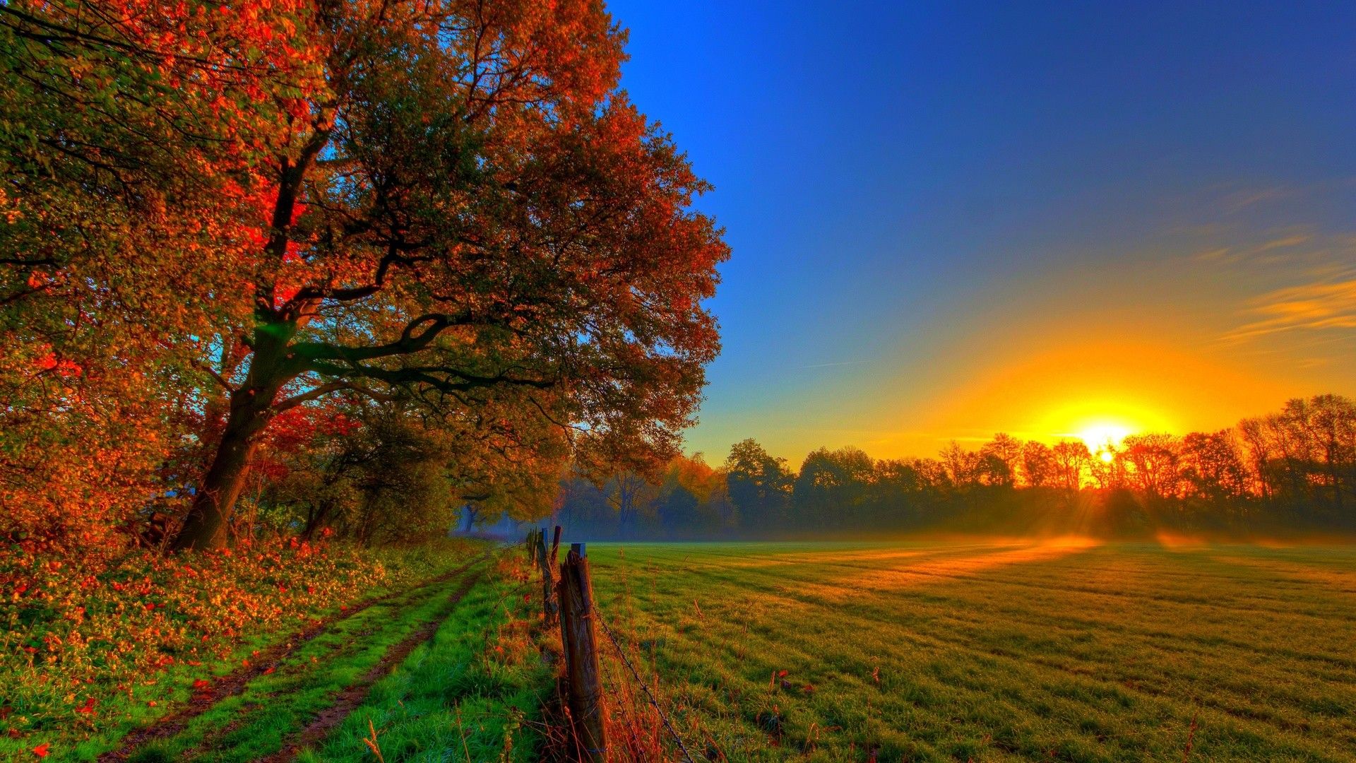 #fall, #sunset, #trees, #landscape, #nature, #field, #sunlight, wallpaper. Mocah.org HD Desktop Wallpaper