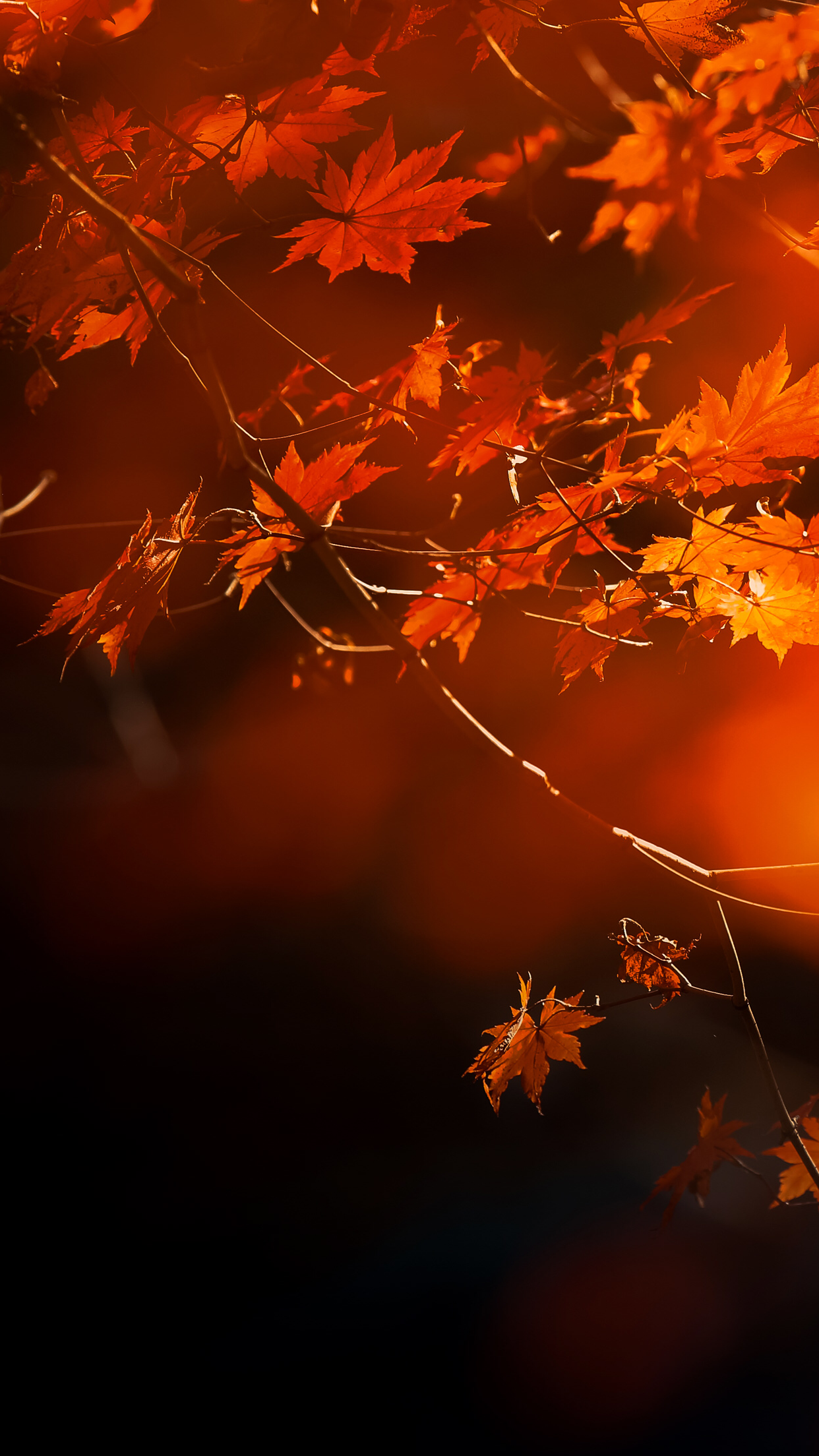 Autumn mood. Fall wallpaper, Summer picture, Cellphone background