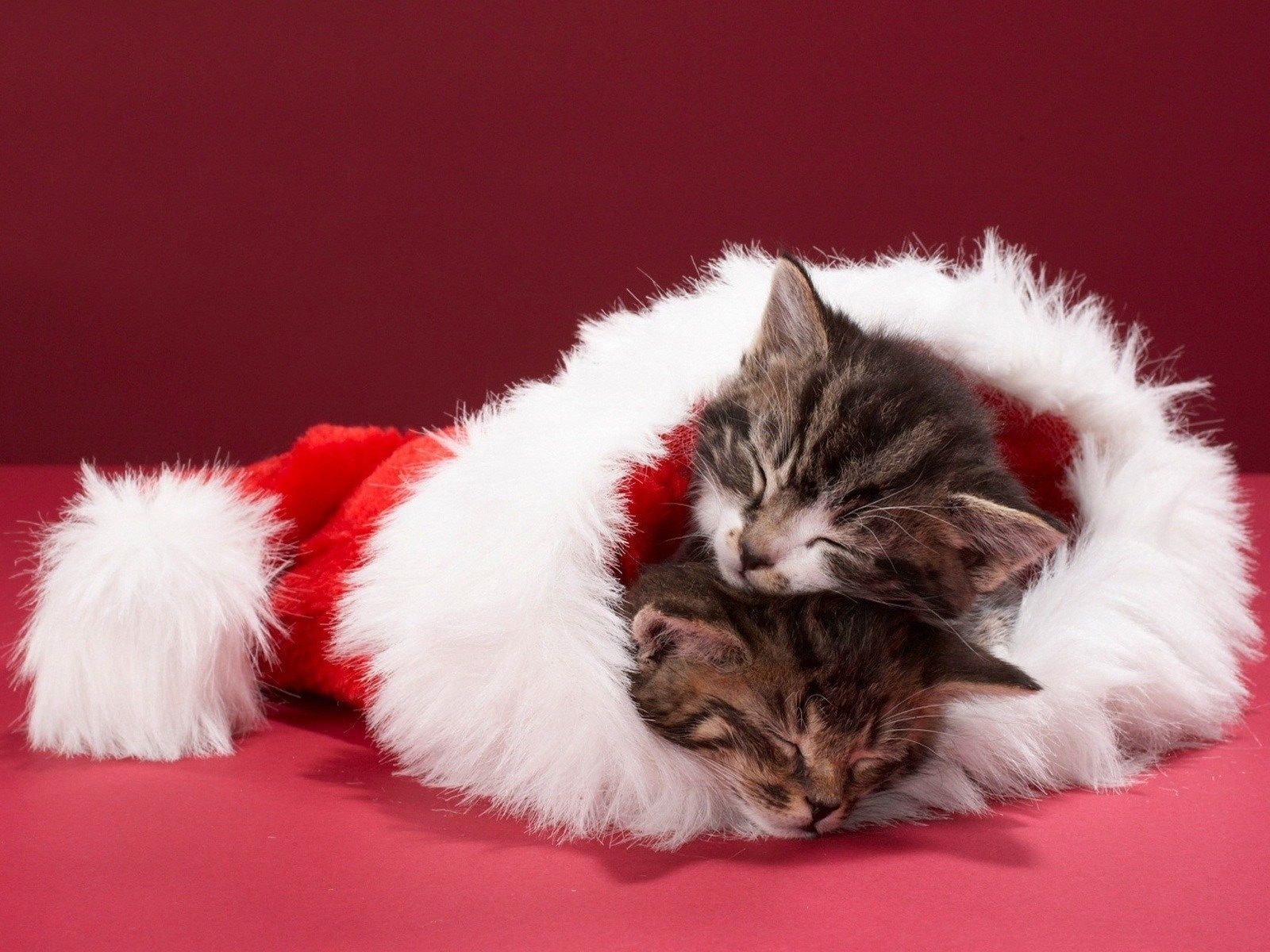 Christmas Kitten Wallpaper. Cat sleeping, Christmas animals, Christmas kitten